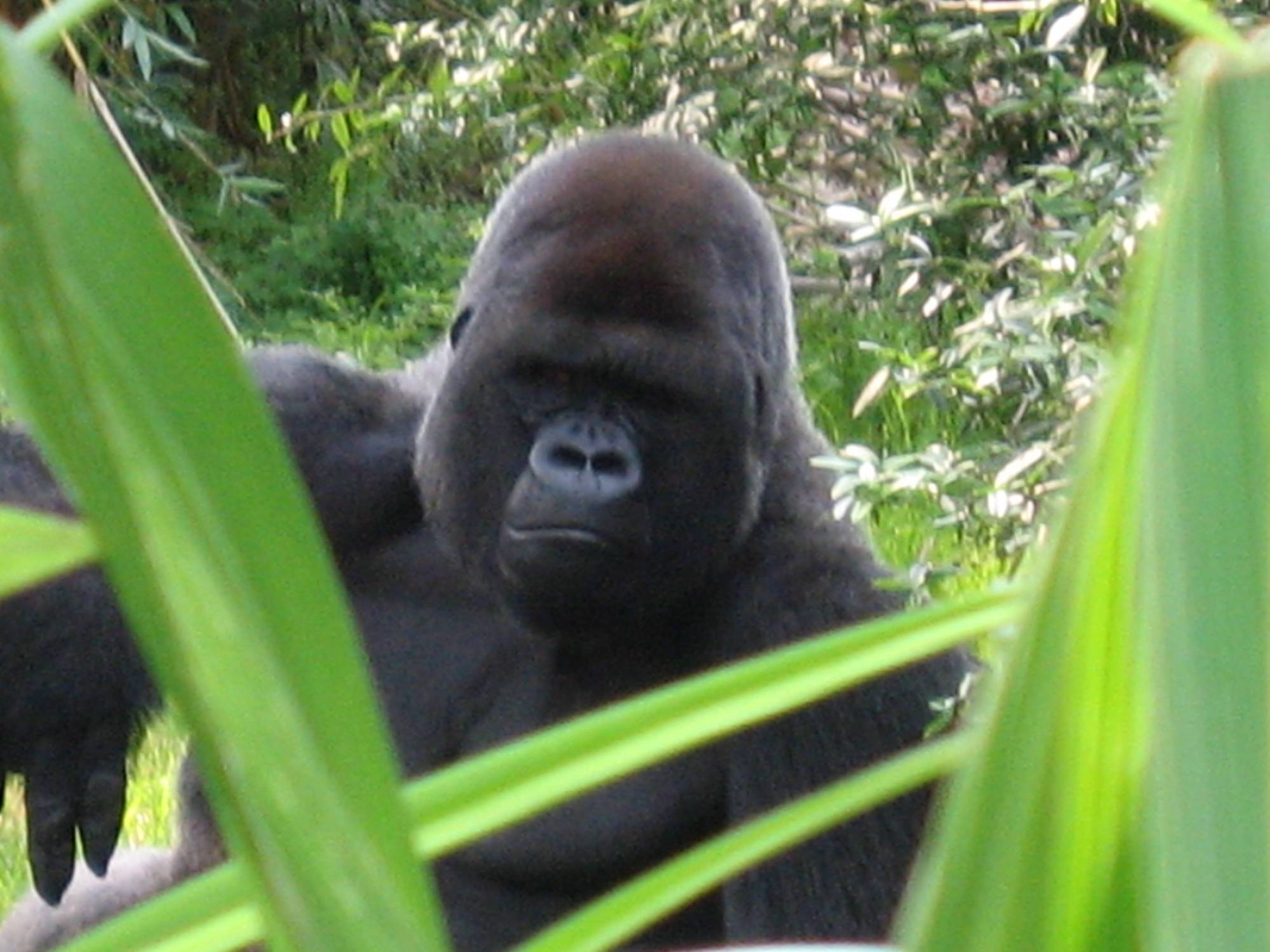 Animal Kingdom Gorilla on the Trail