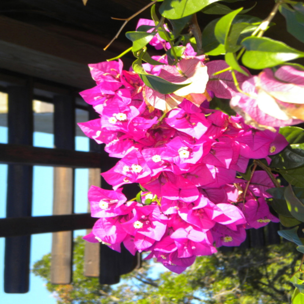 Animal Kingdom Floral Surprise