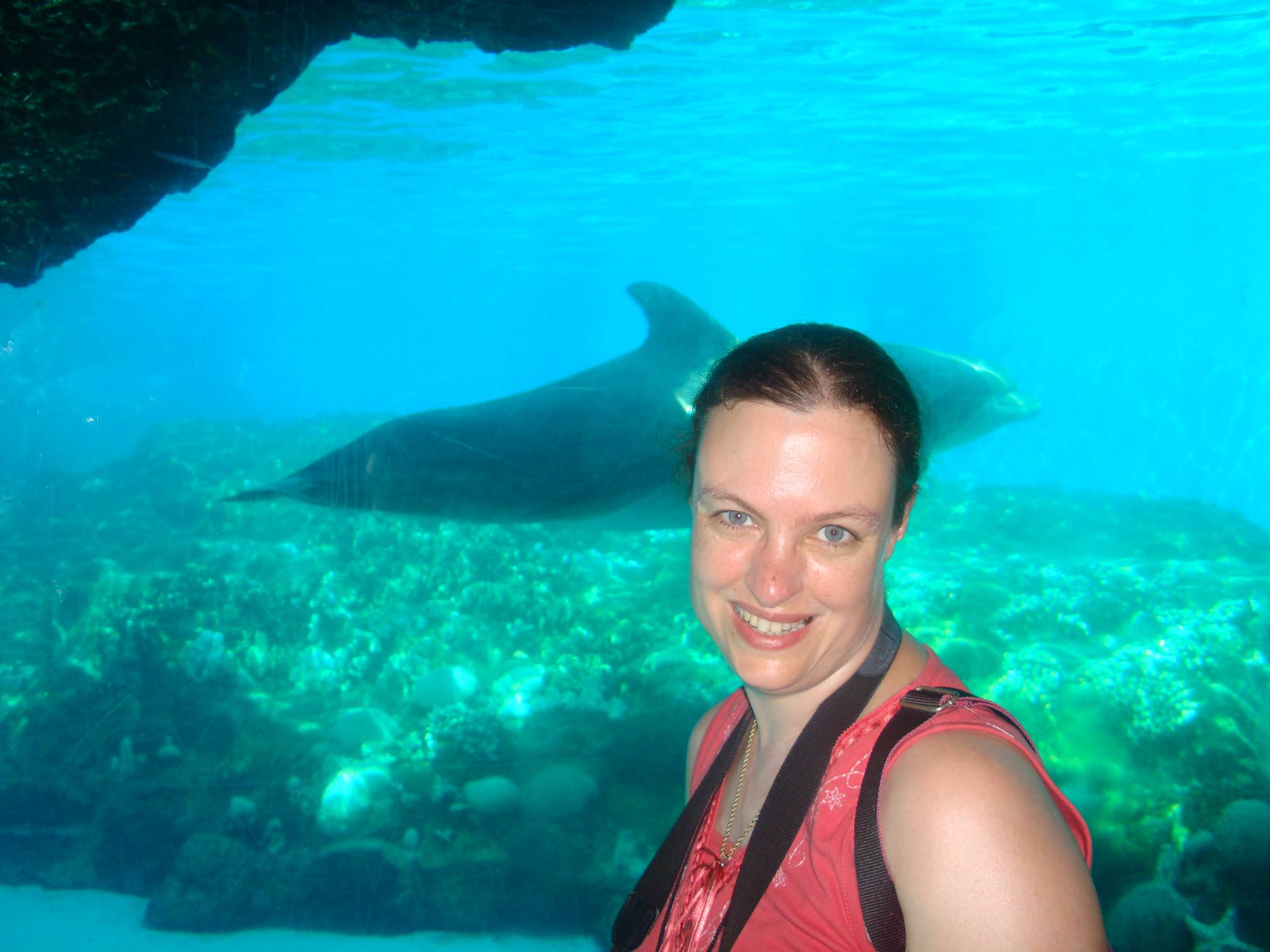 SeaWorld - Dolphin Cove