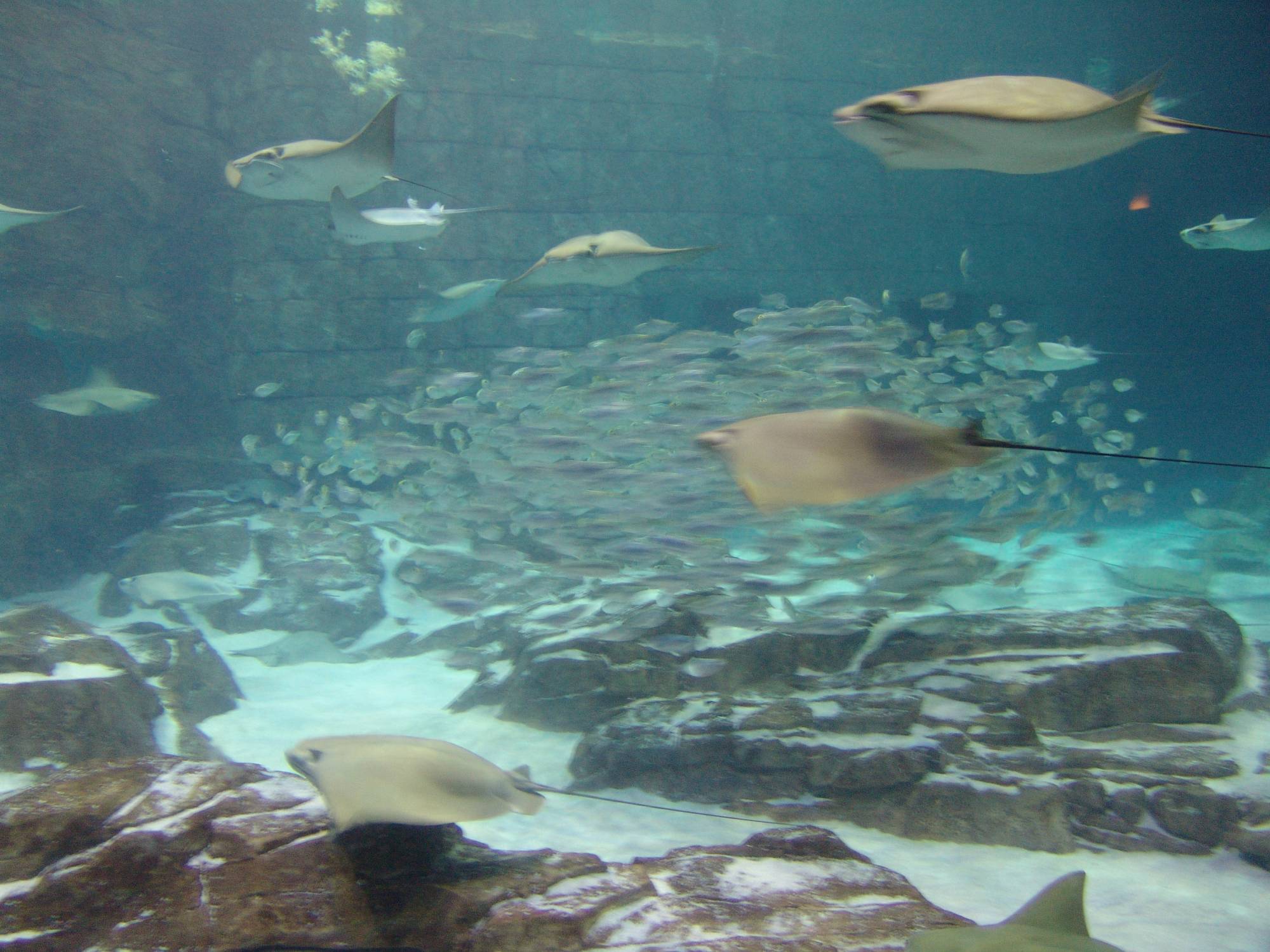 SeaWorld - Manta Aquarium