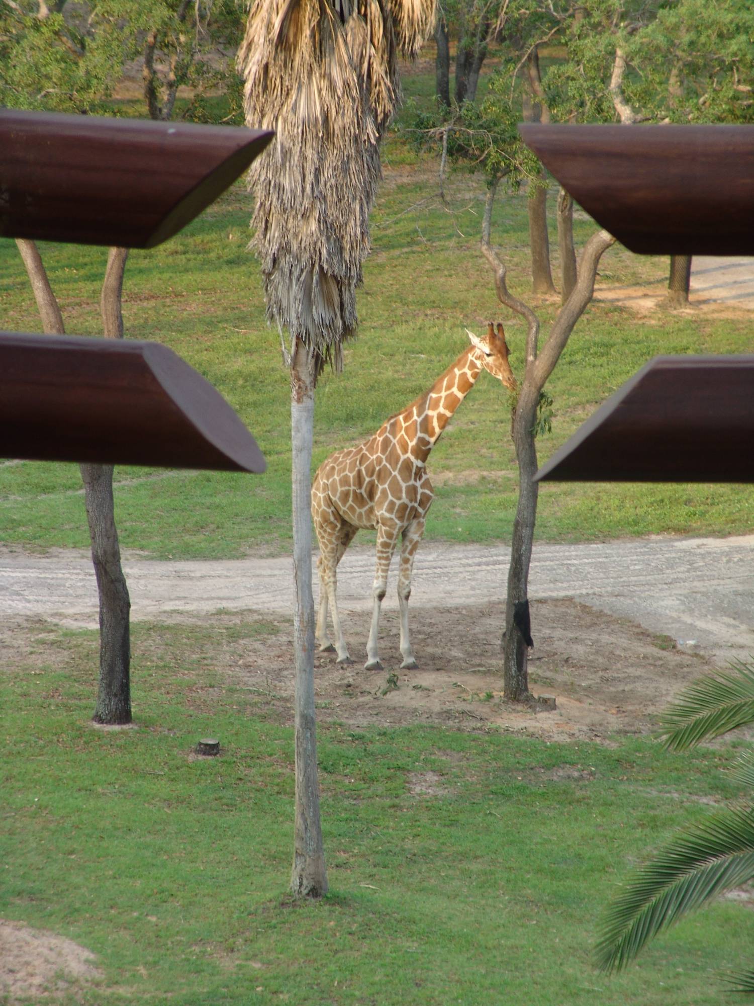 Animal Kingdom Lodge - savannah view