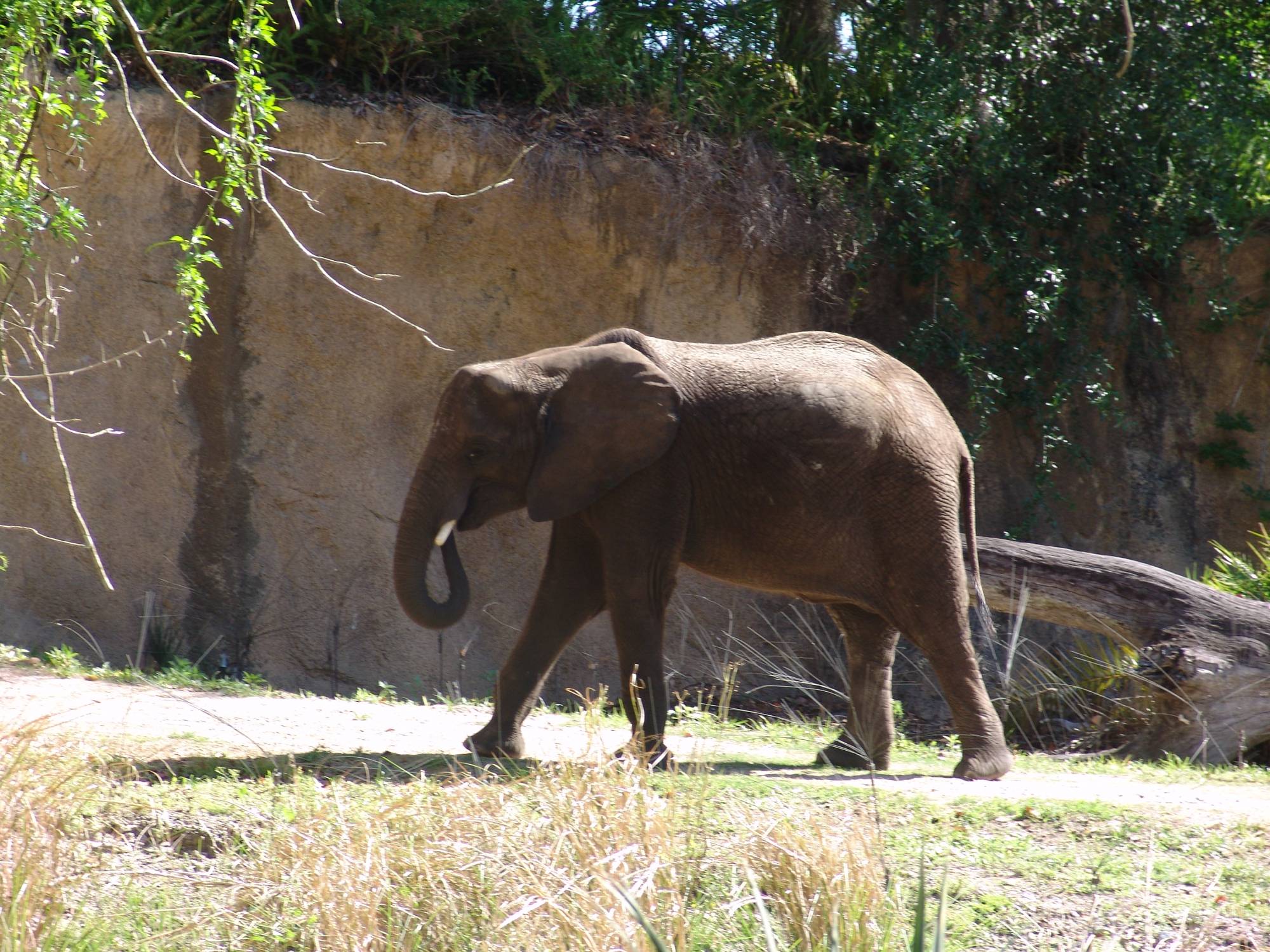 Animal Kingdom - elephants on safari