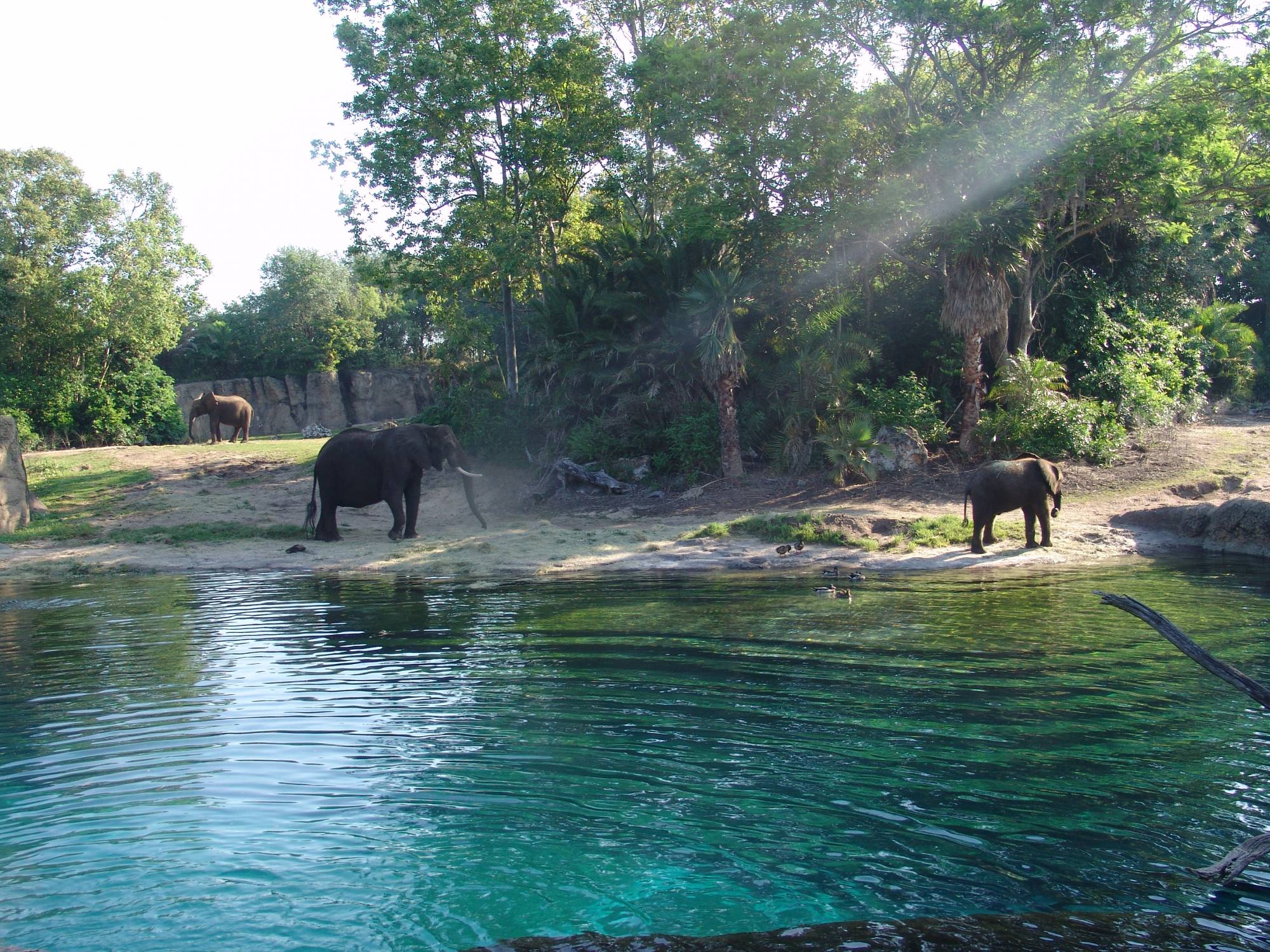 Animal Kingdom - elephants on safari