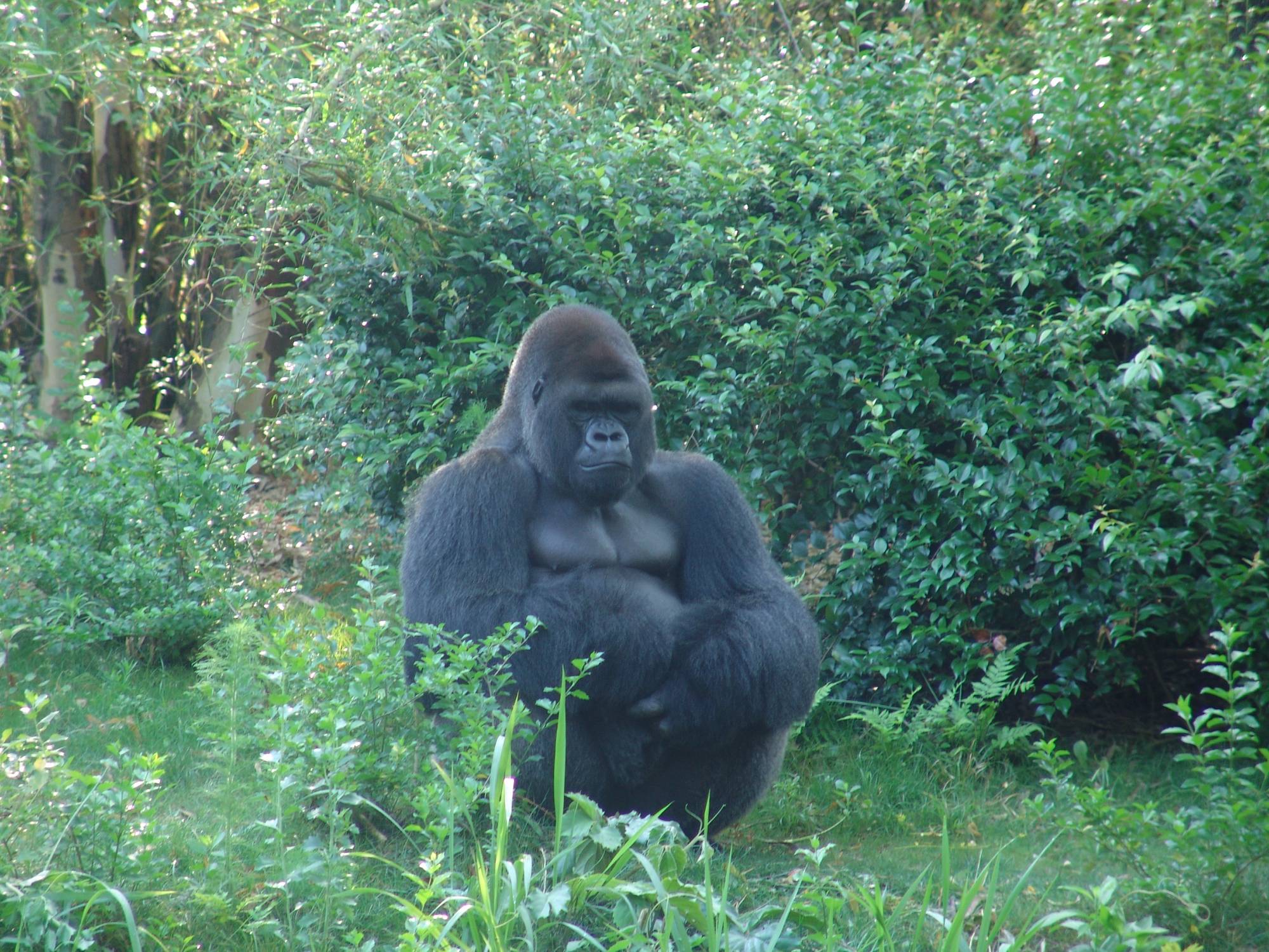 Animal Kingdom - gorillas in Pangani Forest