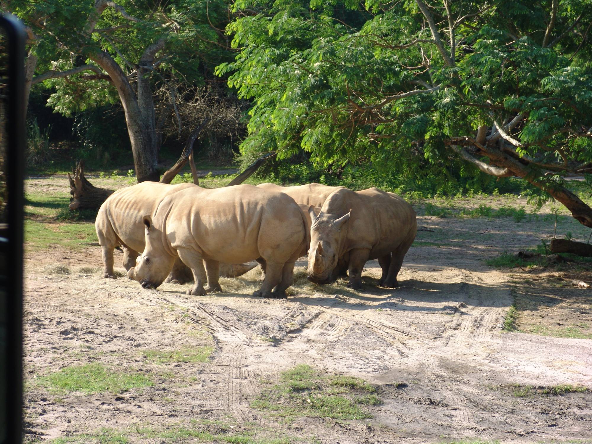 Animal Kingdom - rhino on safari