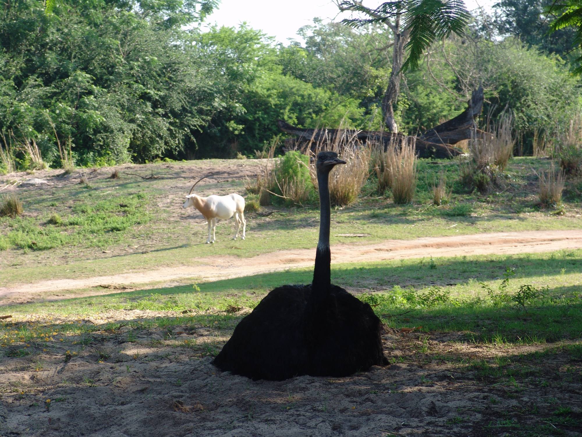 Animal Kingdom - ostrich on safari