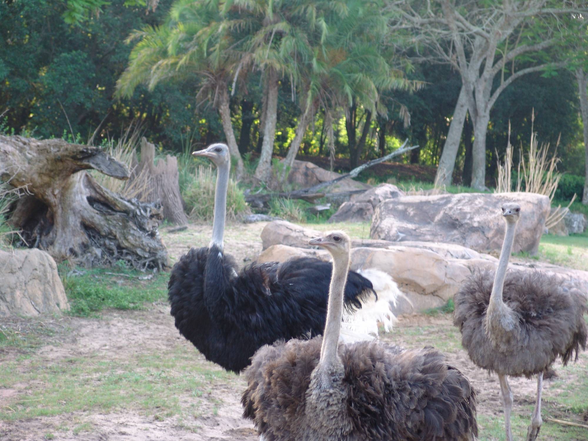 Animal Kingdom - ostrich on safari
