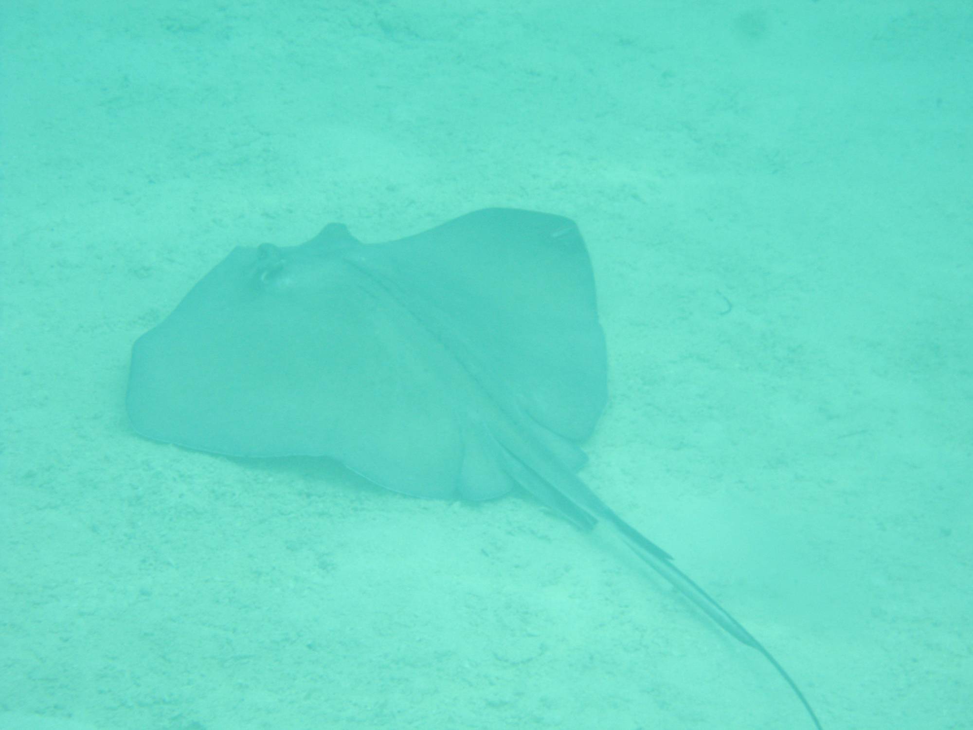 Castaway Cay Underwater pictures