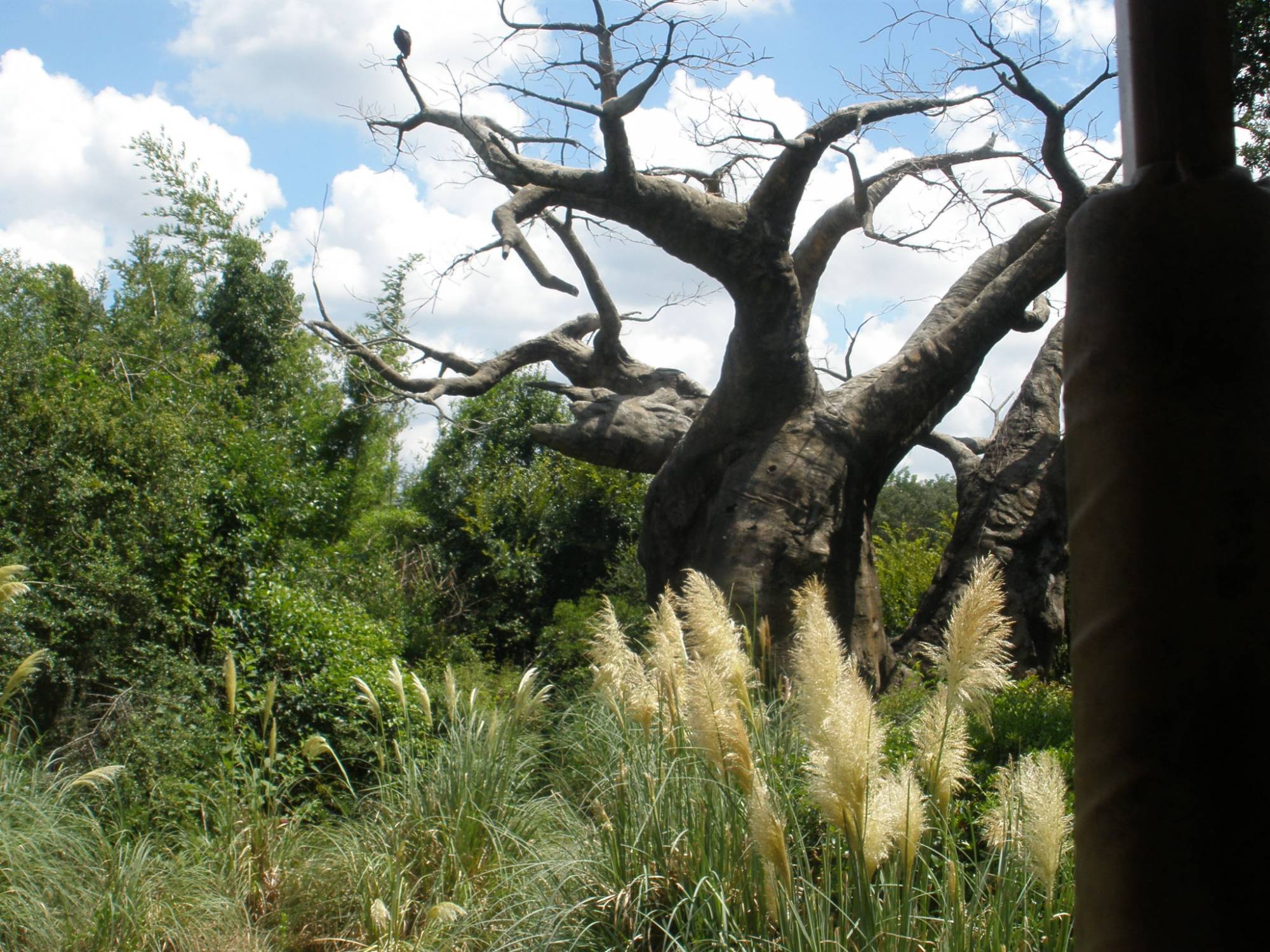 Animal Kingdom Kilimanjaro Safari