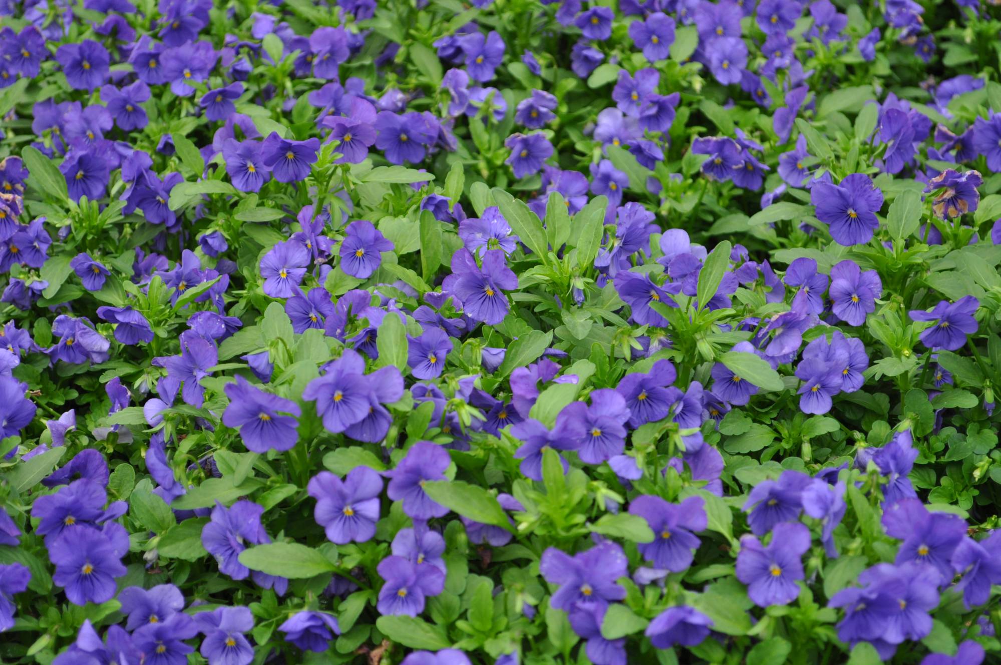 Beautiful Flowers in Epcot