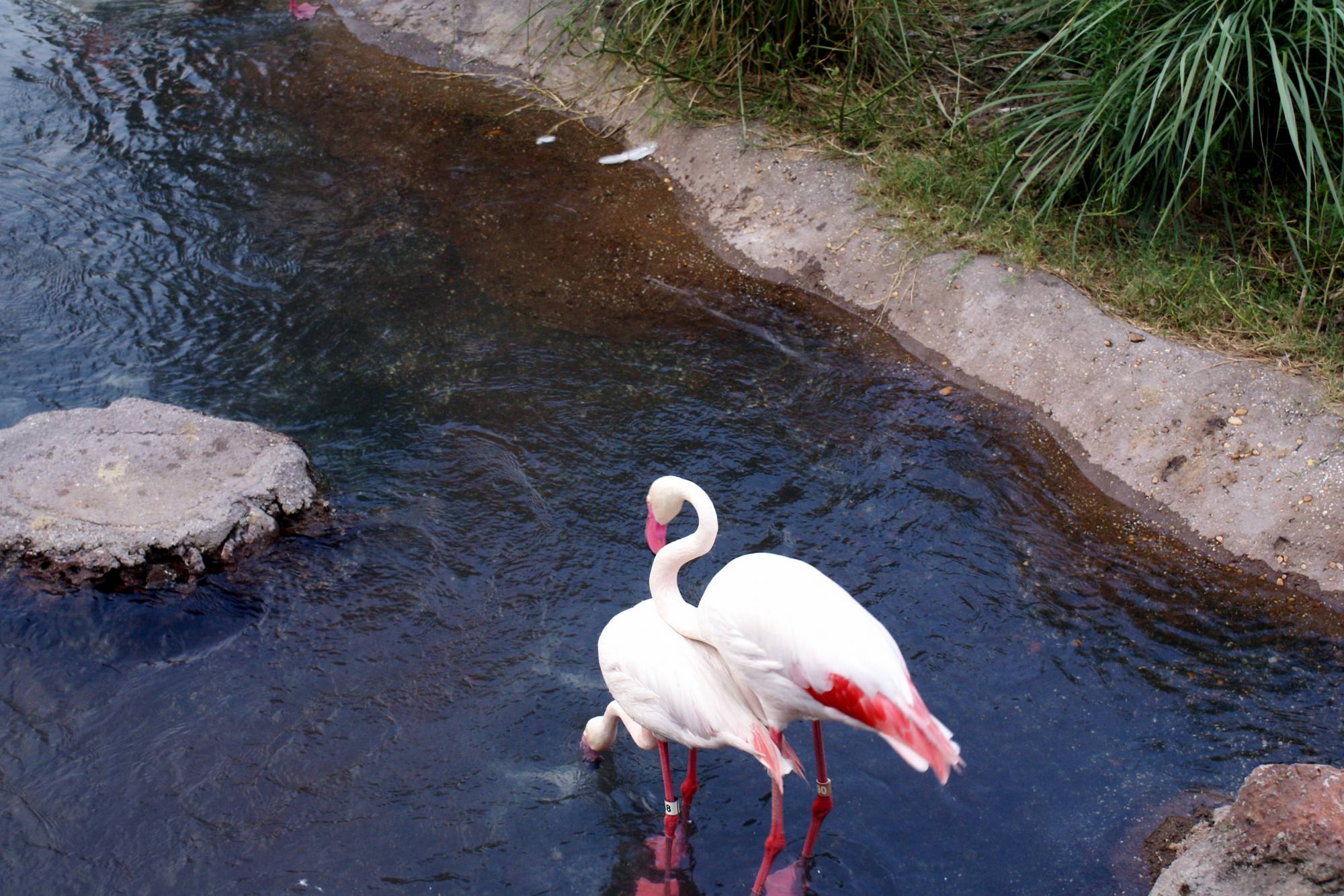 Flamingos at Jambo House 3