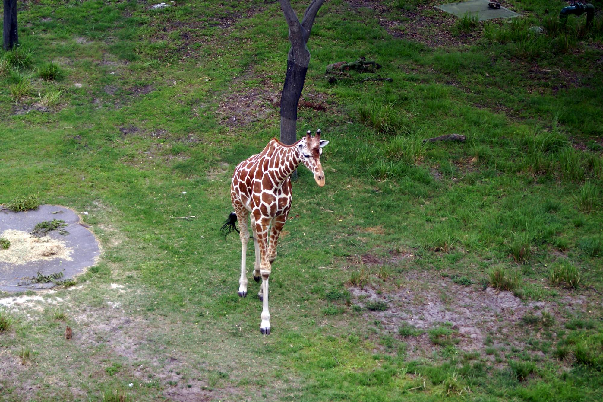 Giraffe from our Club Level Balcony