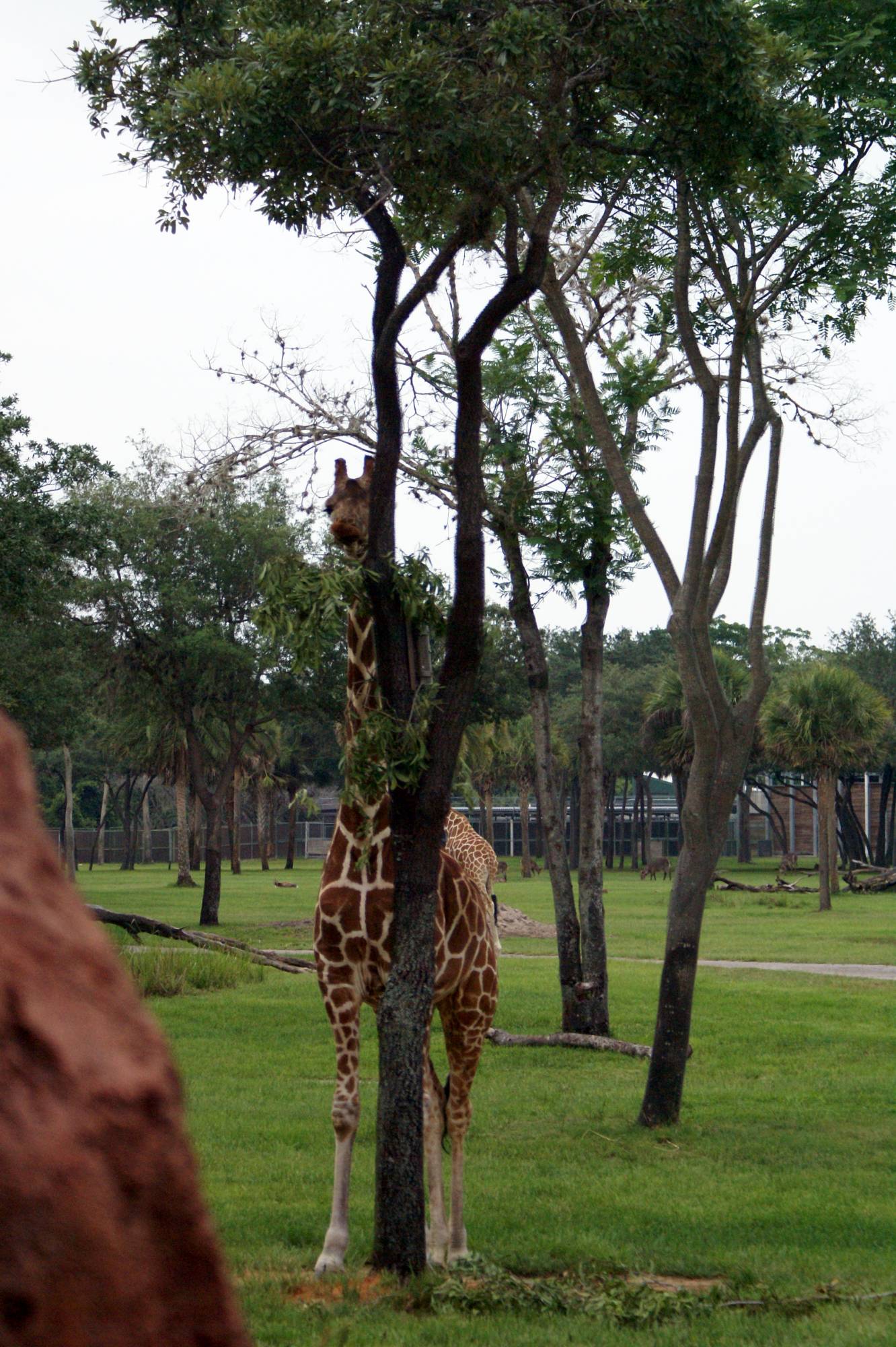 Giraffe at AKL Overlook