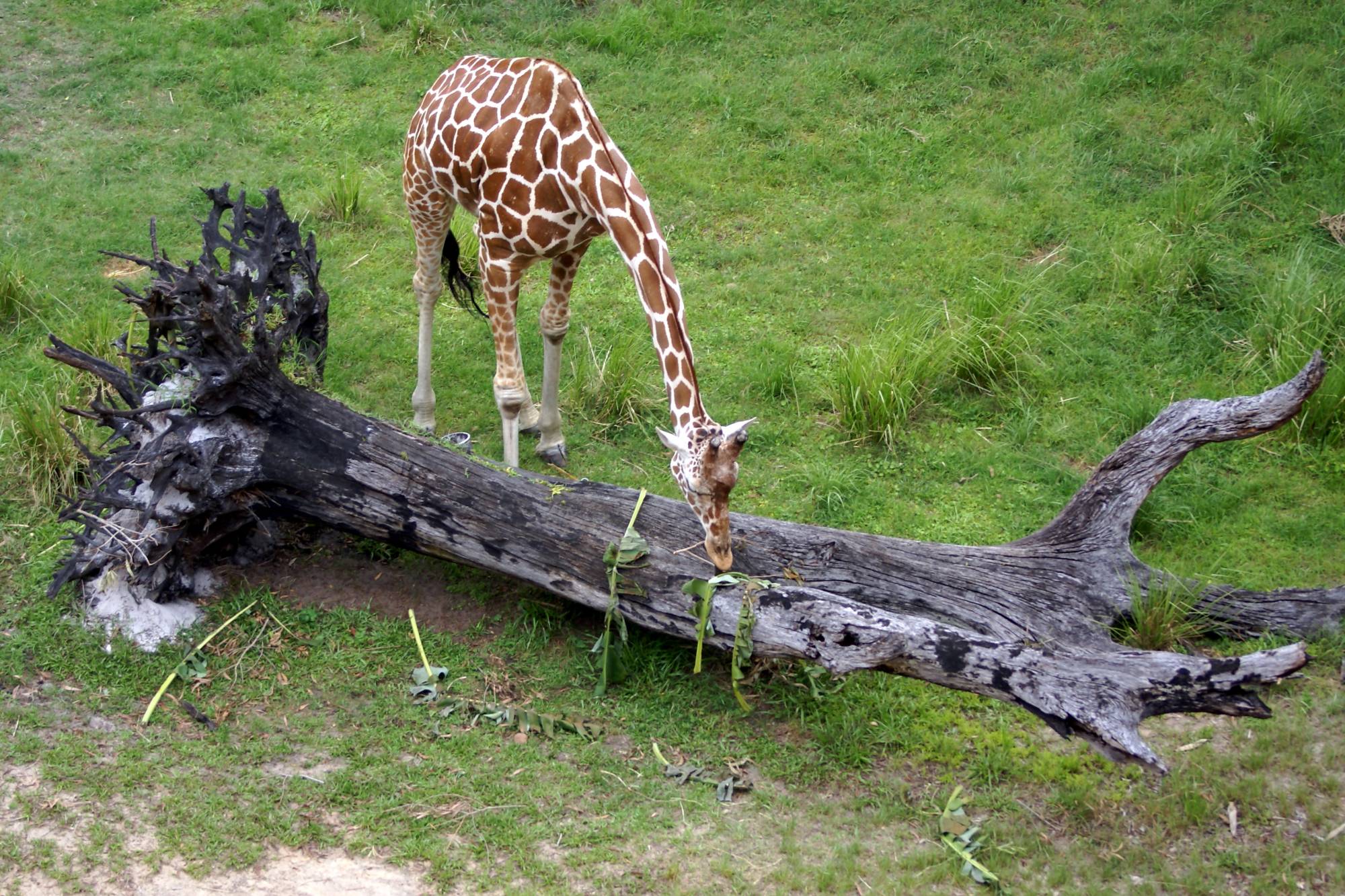 Giraffe Dining at AKL 1