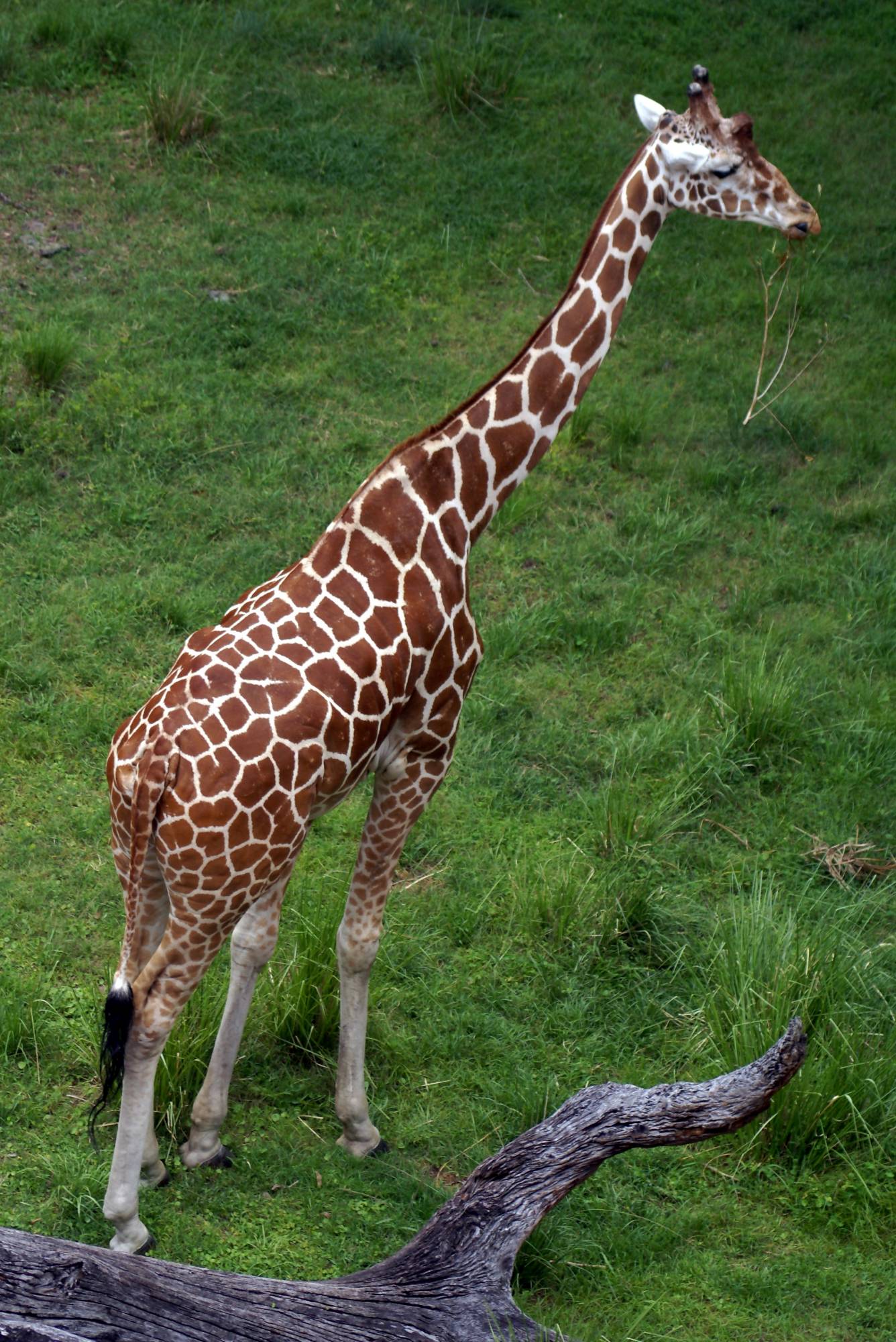 Giraffe Regal at AKL