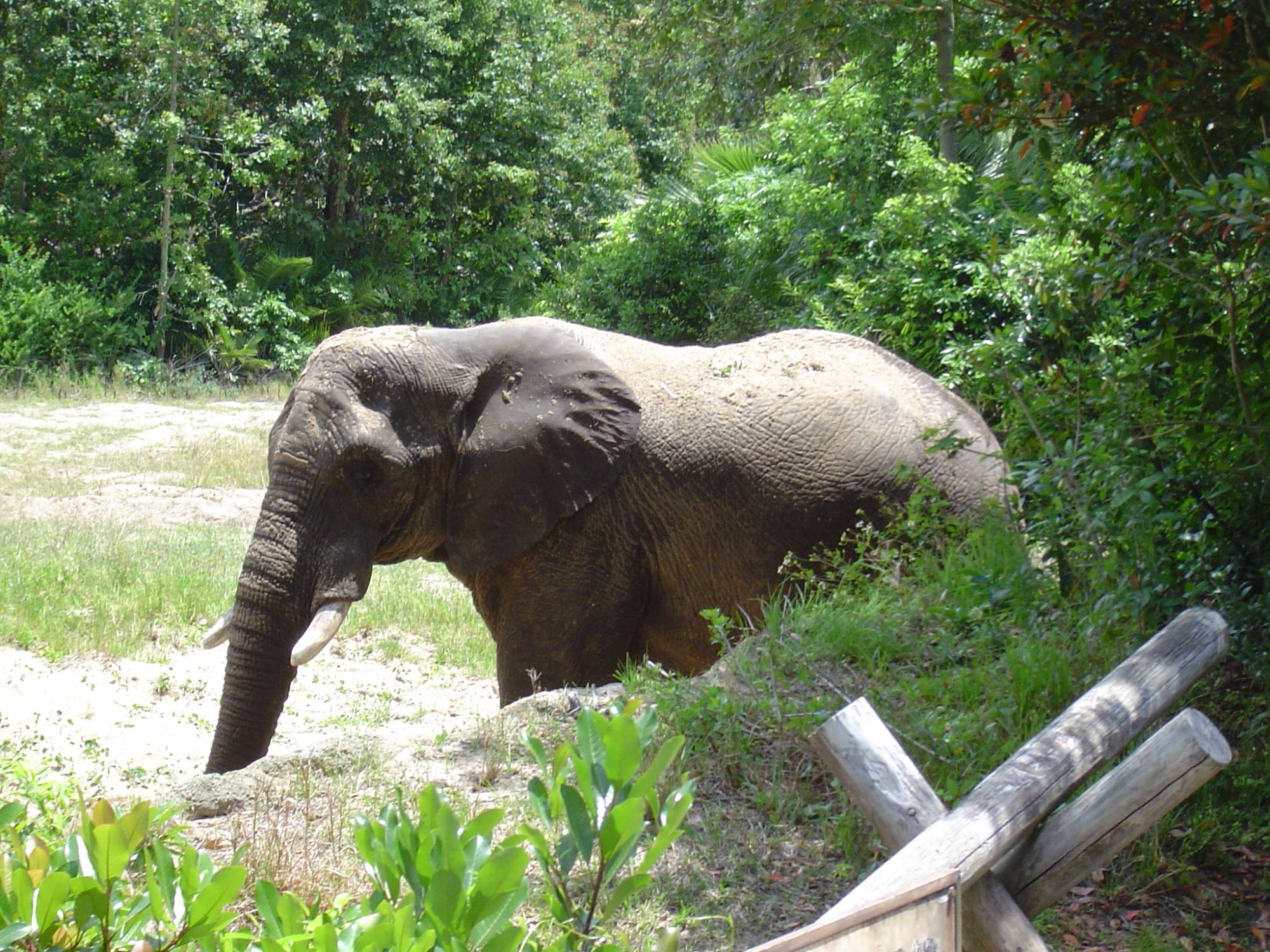 Animal Kingdom - elephant up close