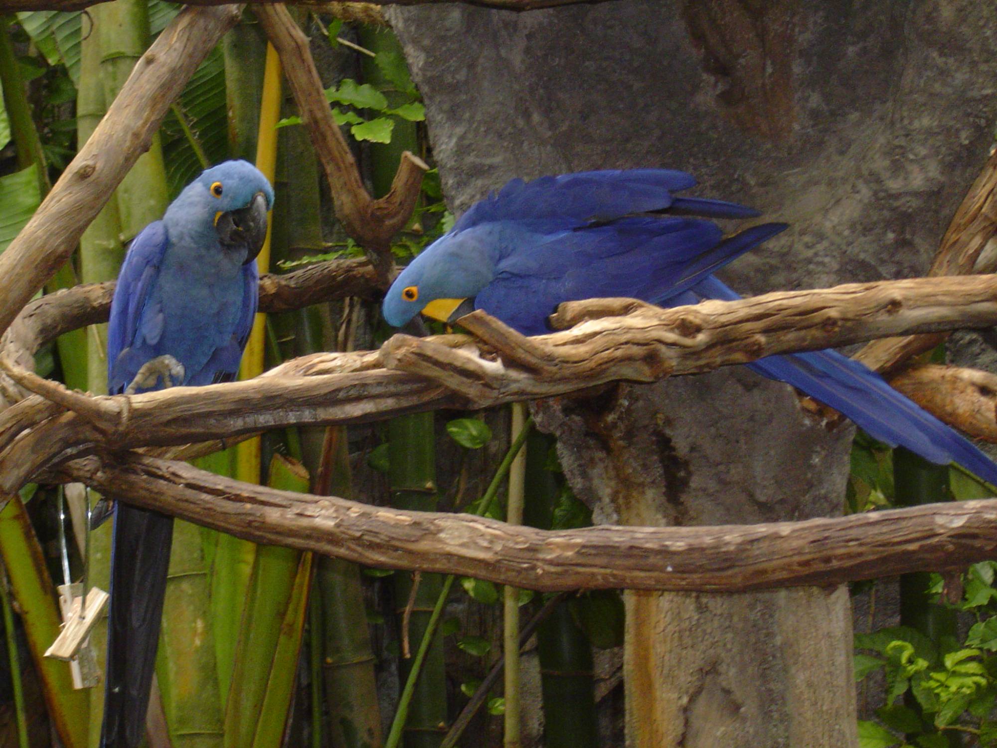 Animal Kingdom - parrots