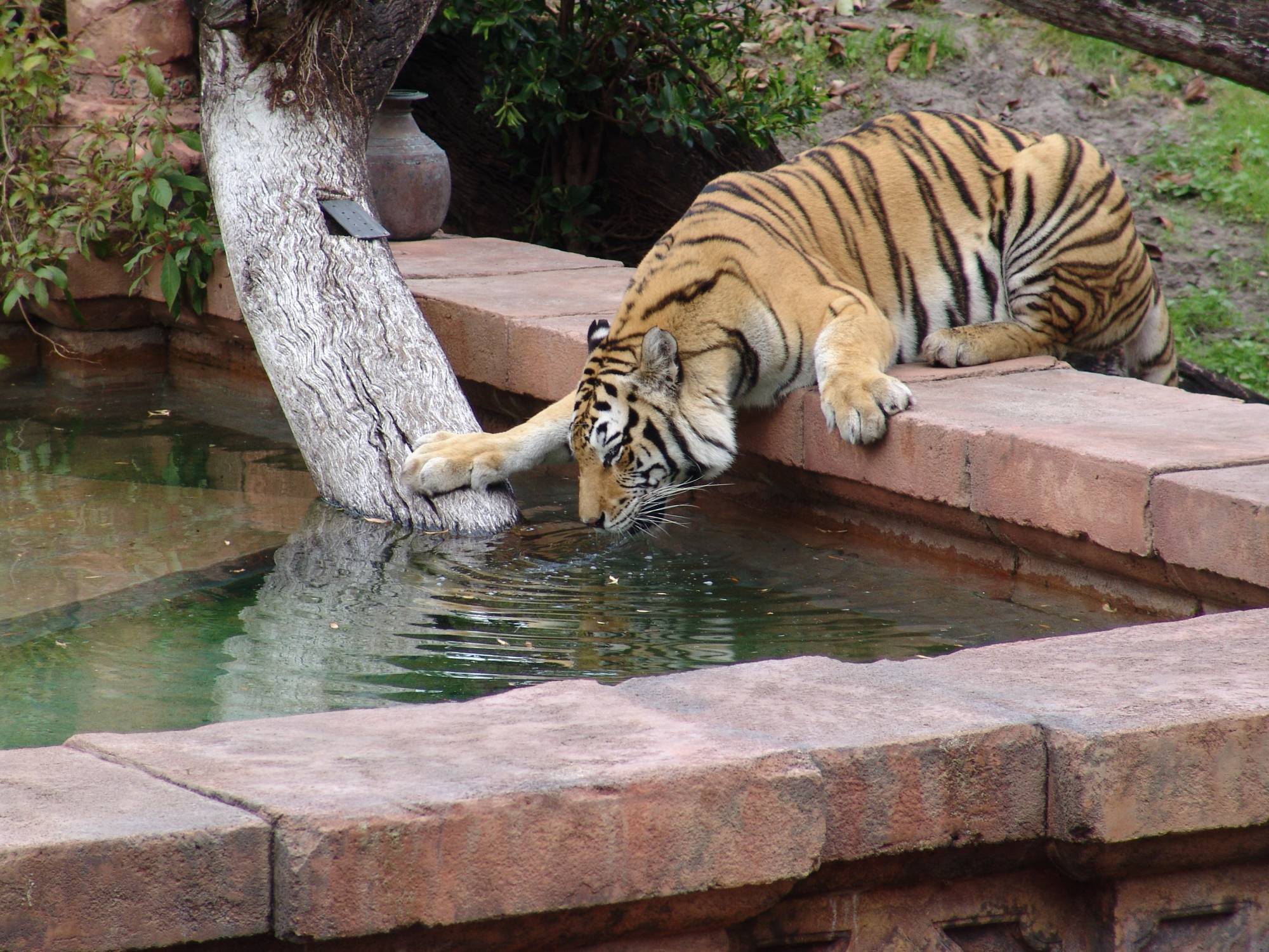 Animal Kingdom - tigers drinking