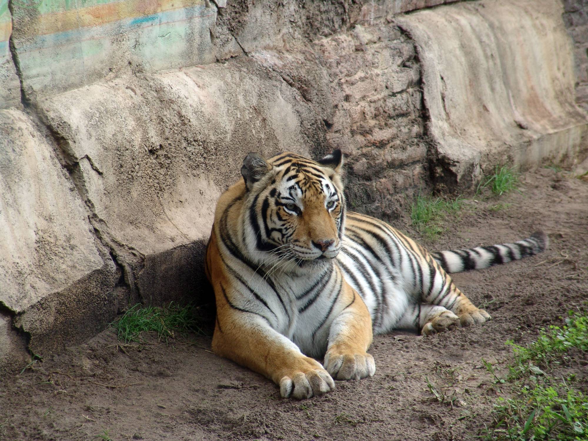 Animal Kingdom - tiger