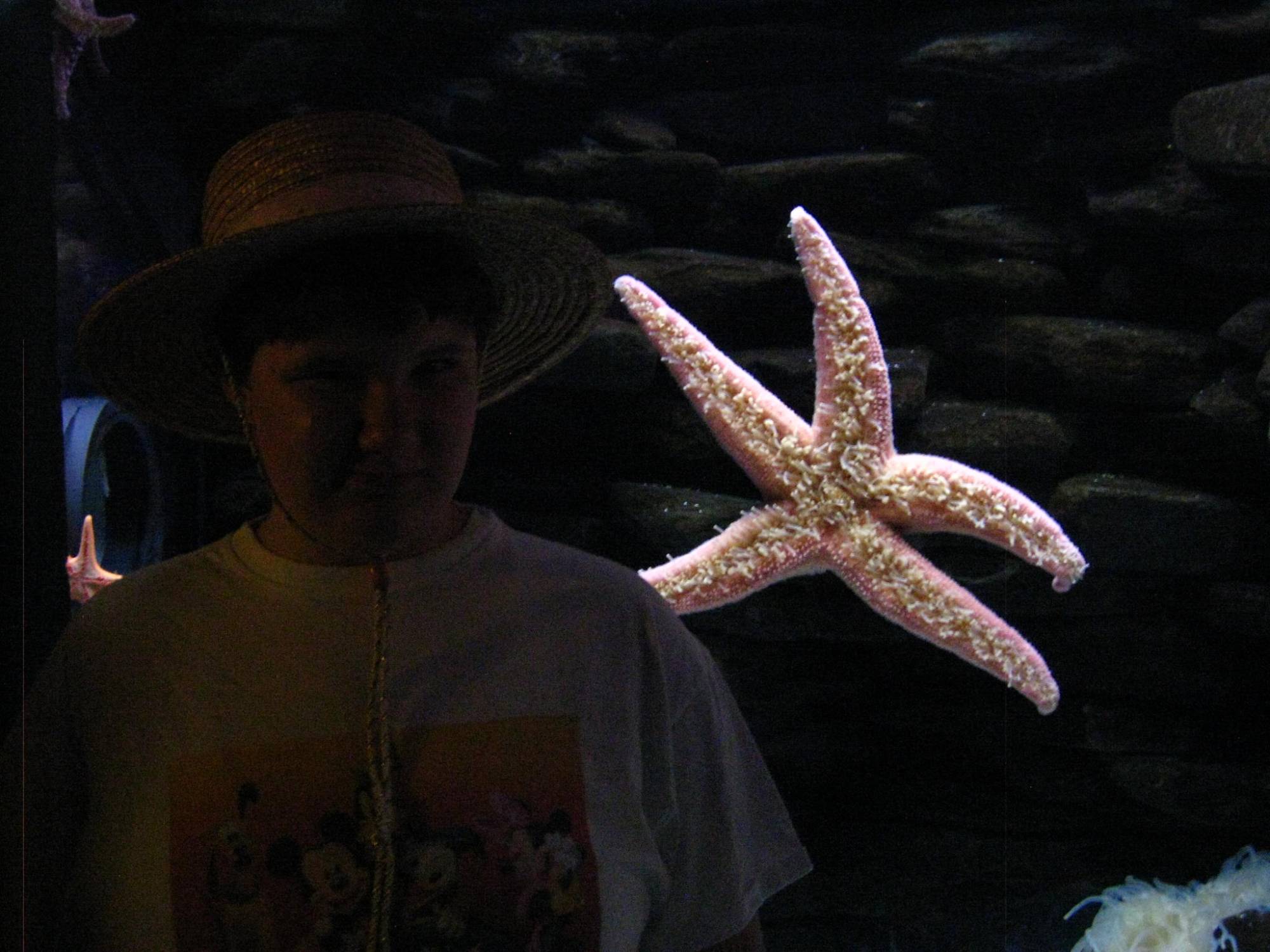 Sea World - Starfish