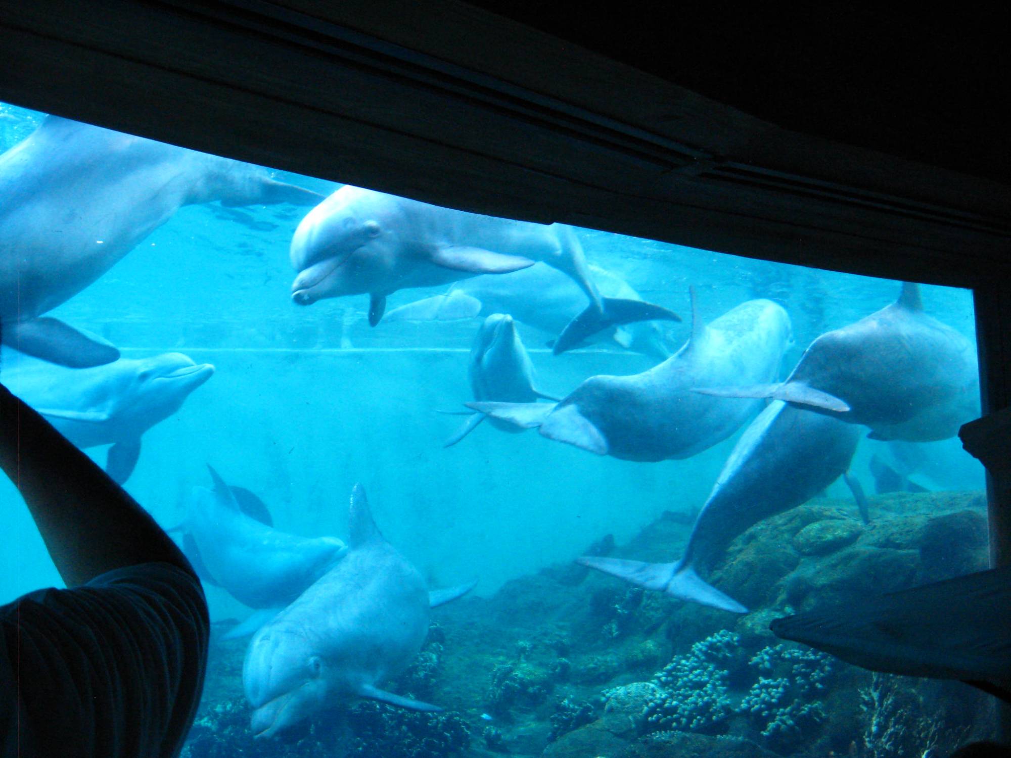 Sea World - Dolphin Cove