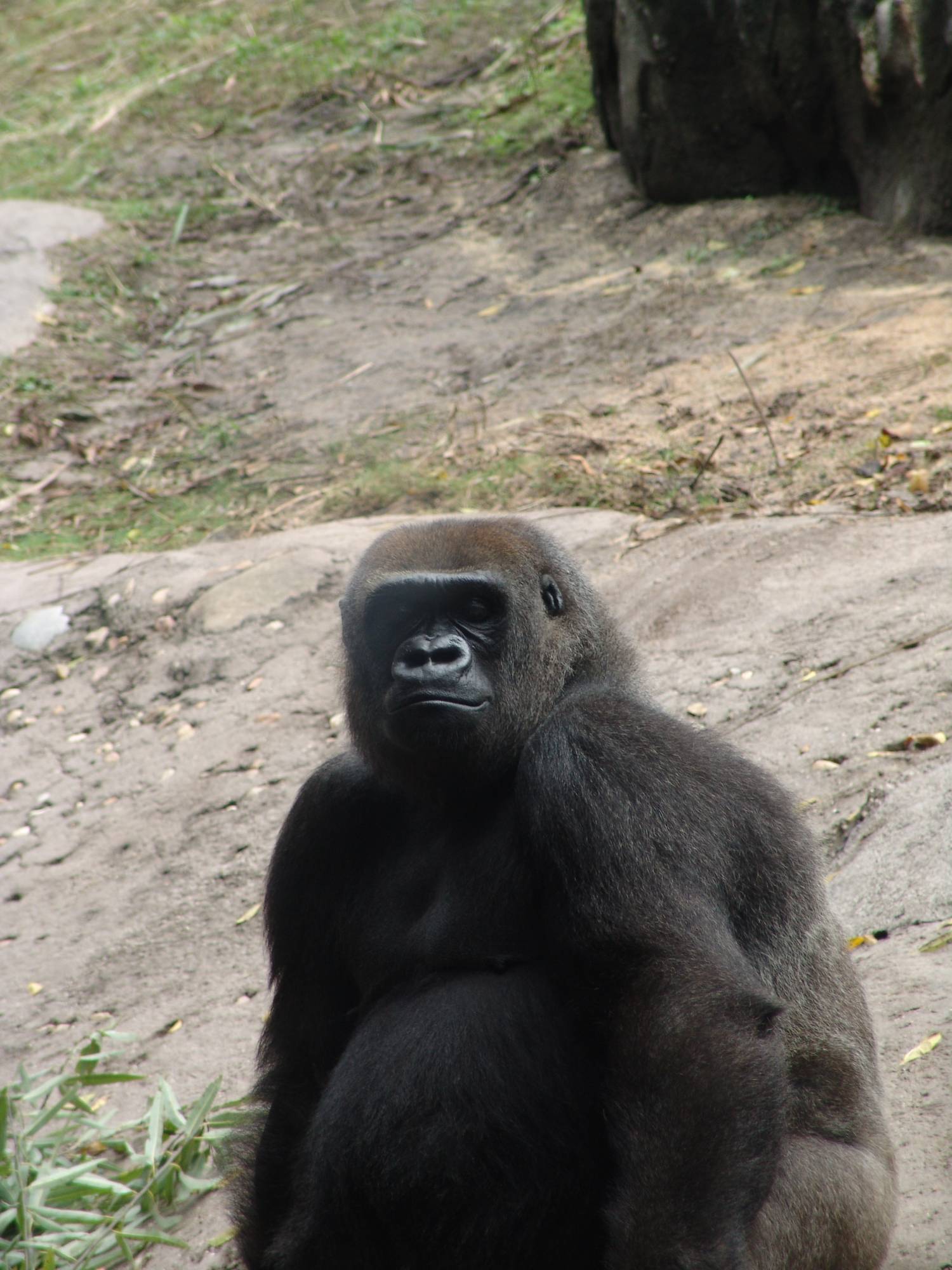 Animal Kingdom - gorilla sitting