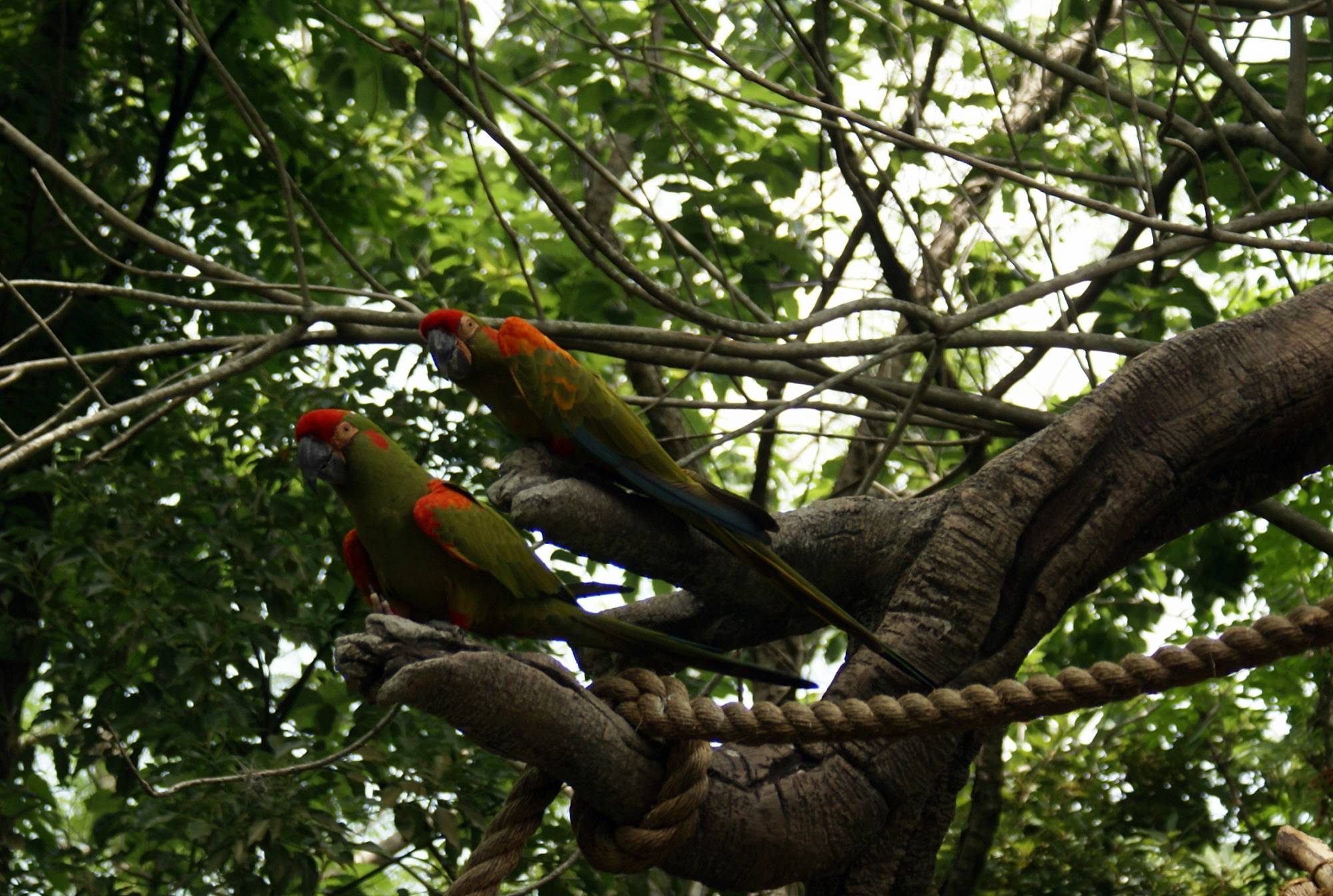 Macaws