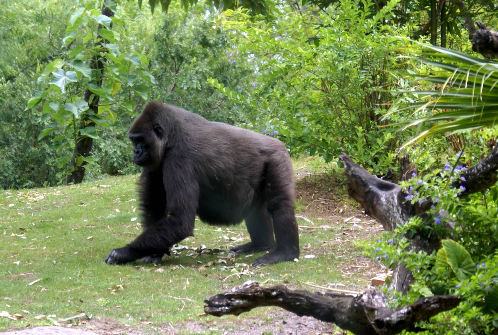 Female/Momma Gorilla