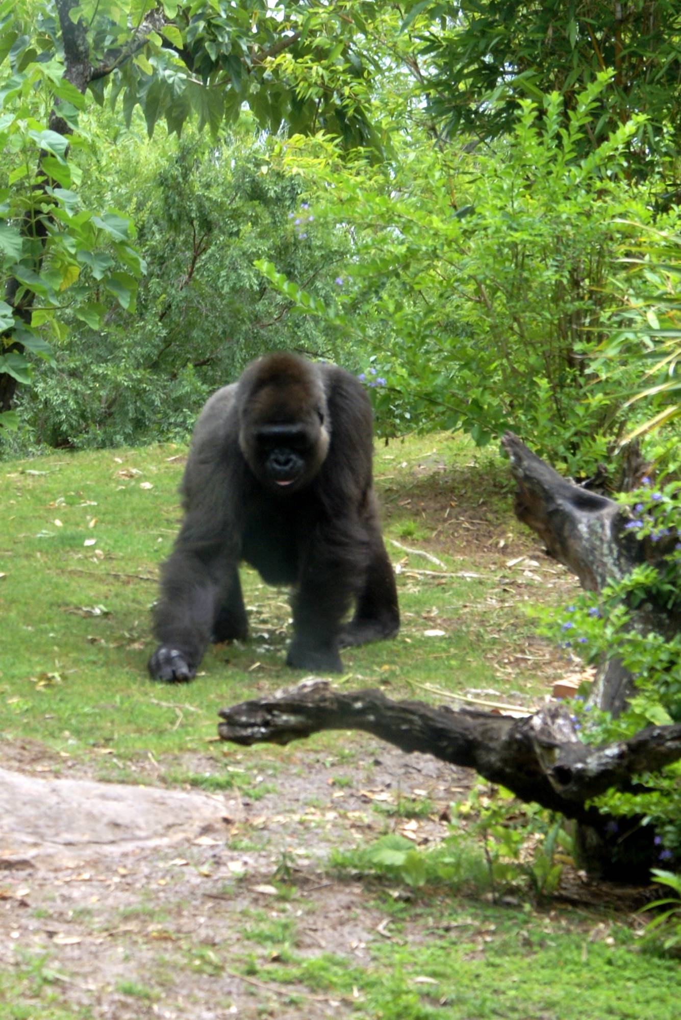 Female/Momma Gorilla 2