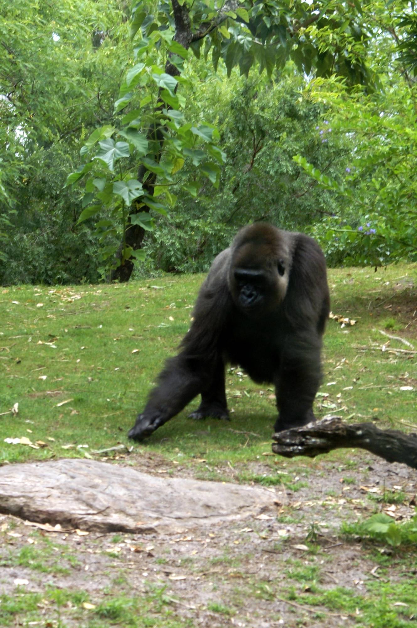 Female/Momma Gorilla 4