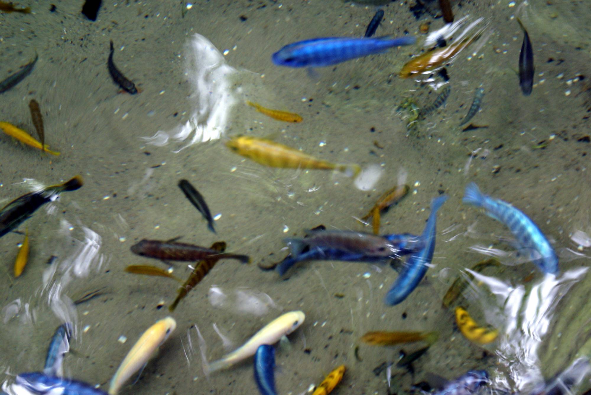Fish on the Pangani Forest Trail