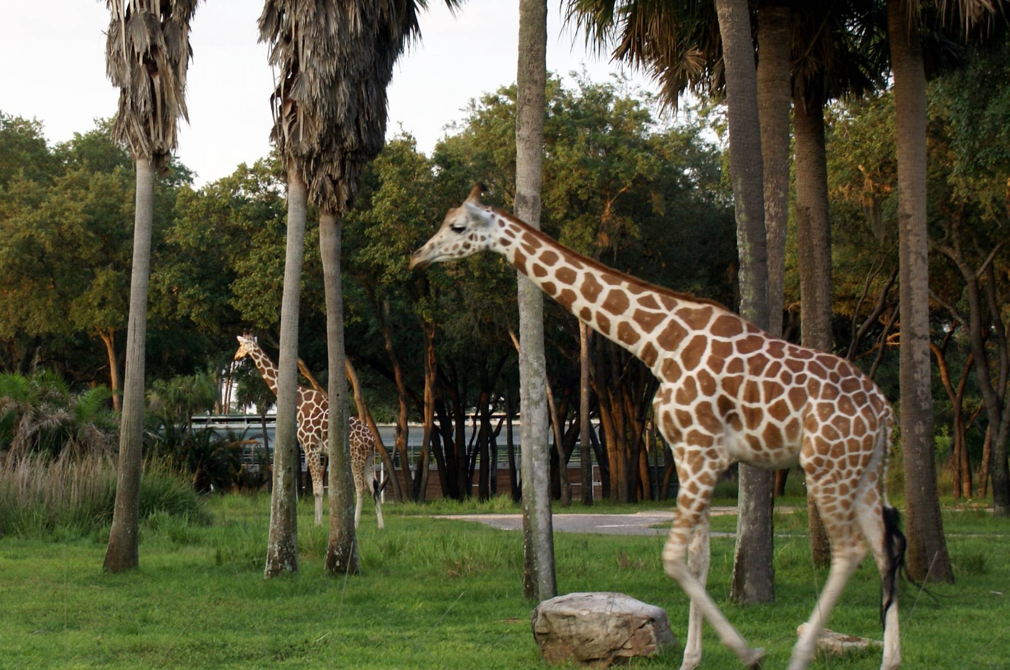 Giraffe at the Sanaa Outlook
