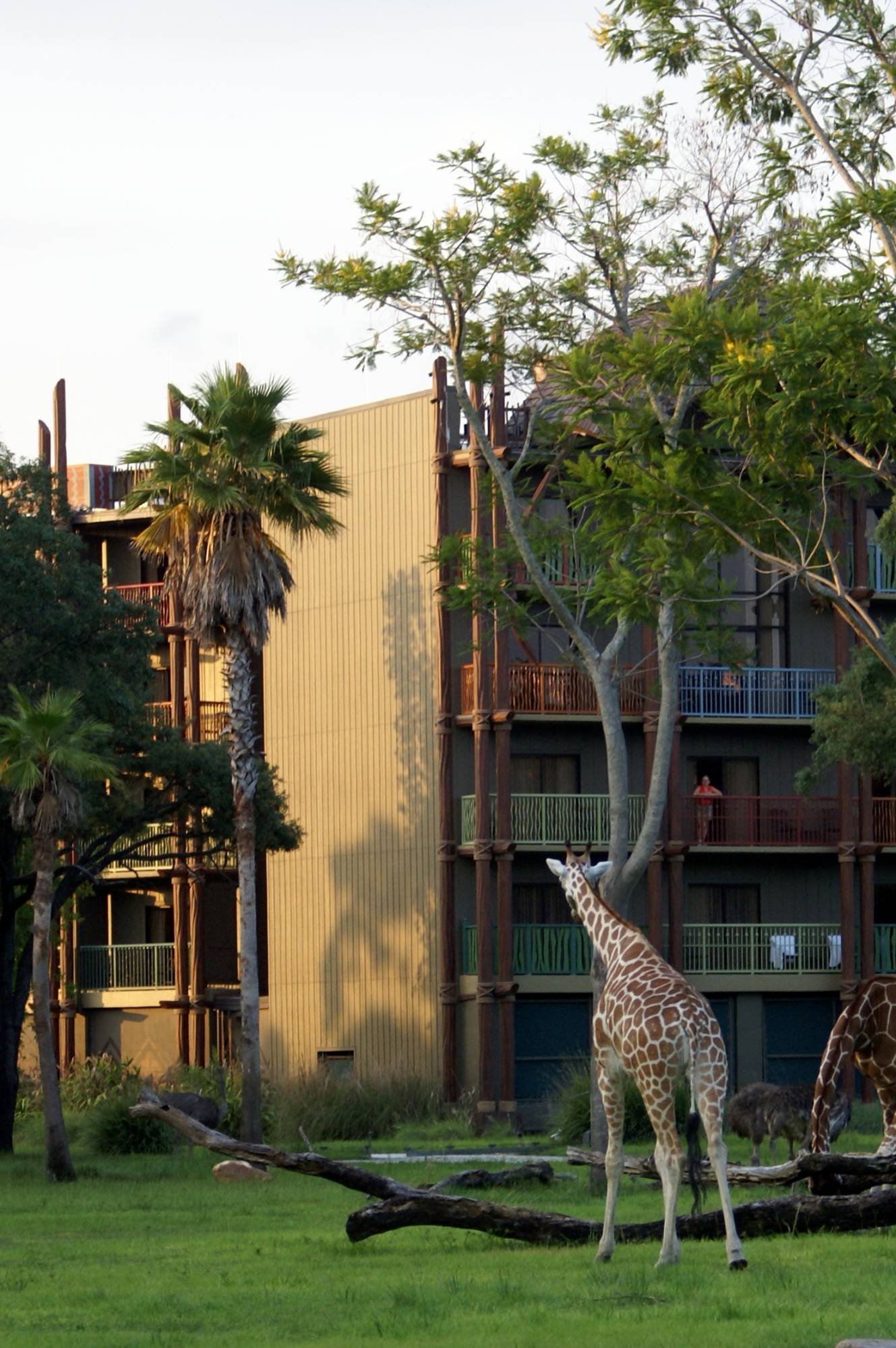 Giraffe at the Sanaa Outlook 2