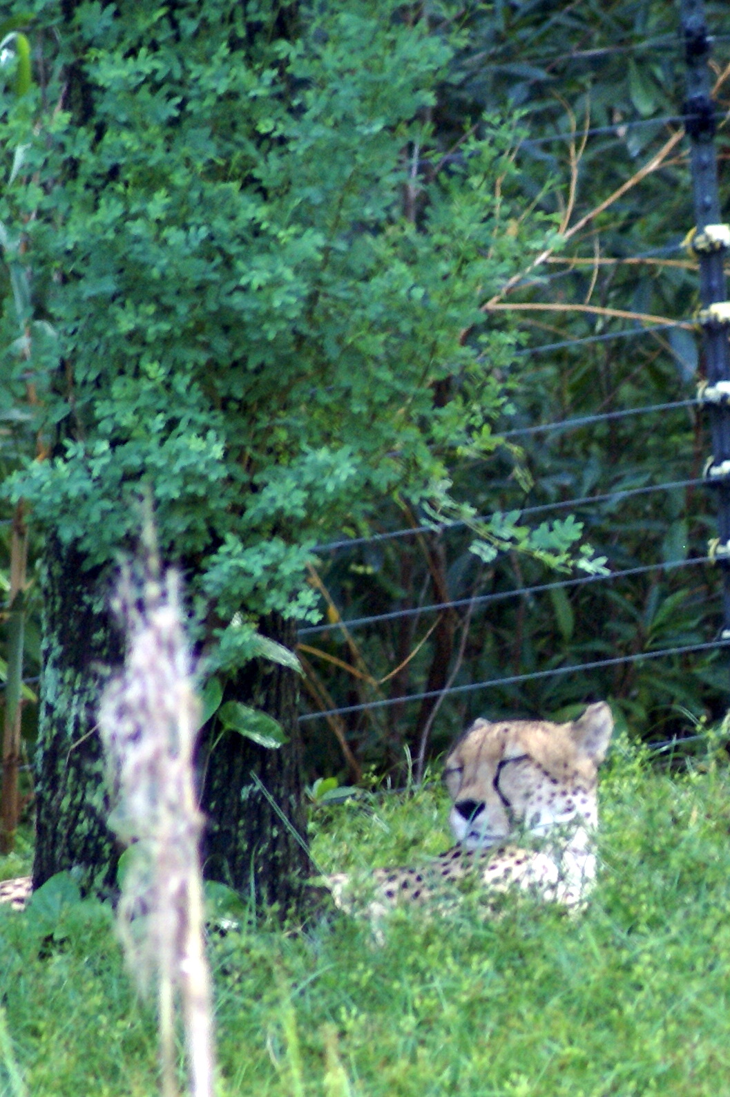 Cheetah Seen on the Sunrise Safari Breakfast Tour