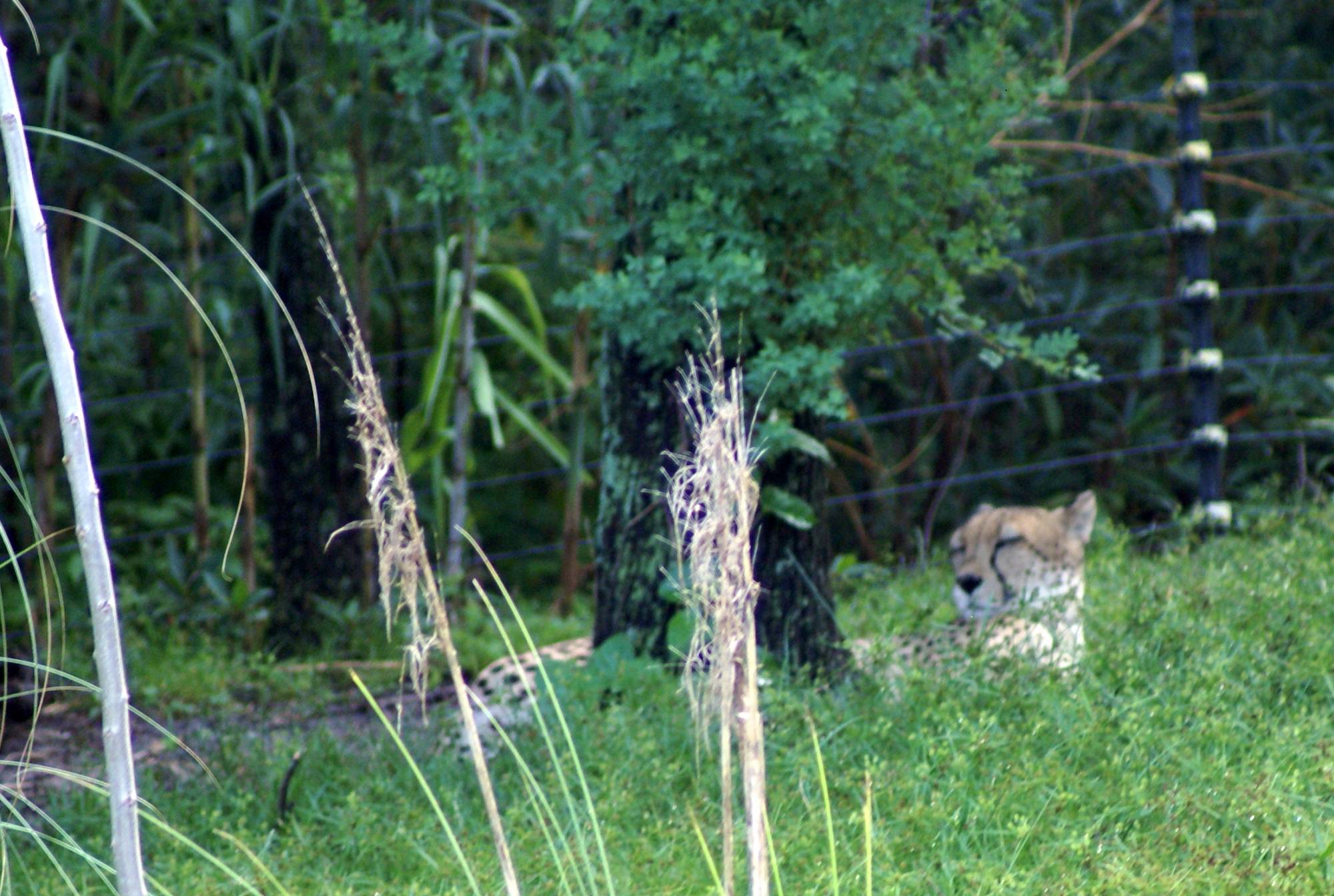 Cheetah on the Sunrise Safari