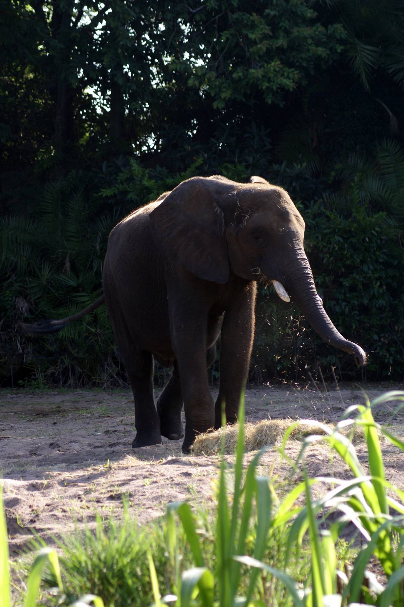 Elephant on the Sunrise Safari 4