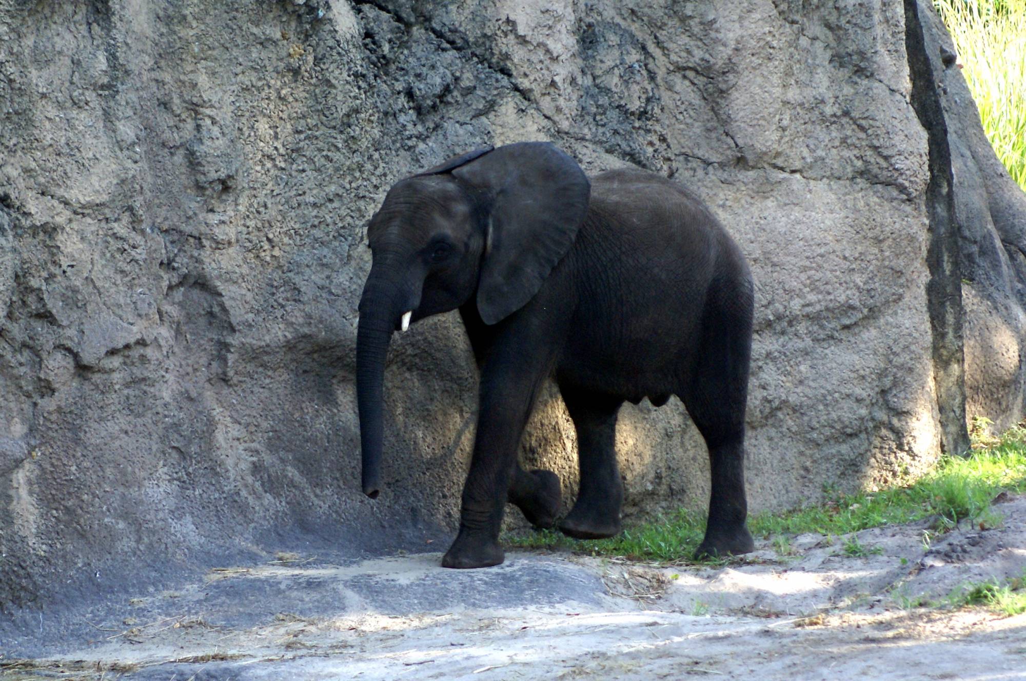 Elephant on the Sunrise Safari 13