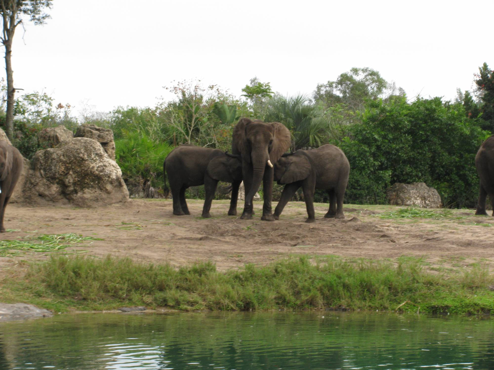 Animal Kingdom - Africa- Kilimanjaro Safari