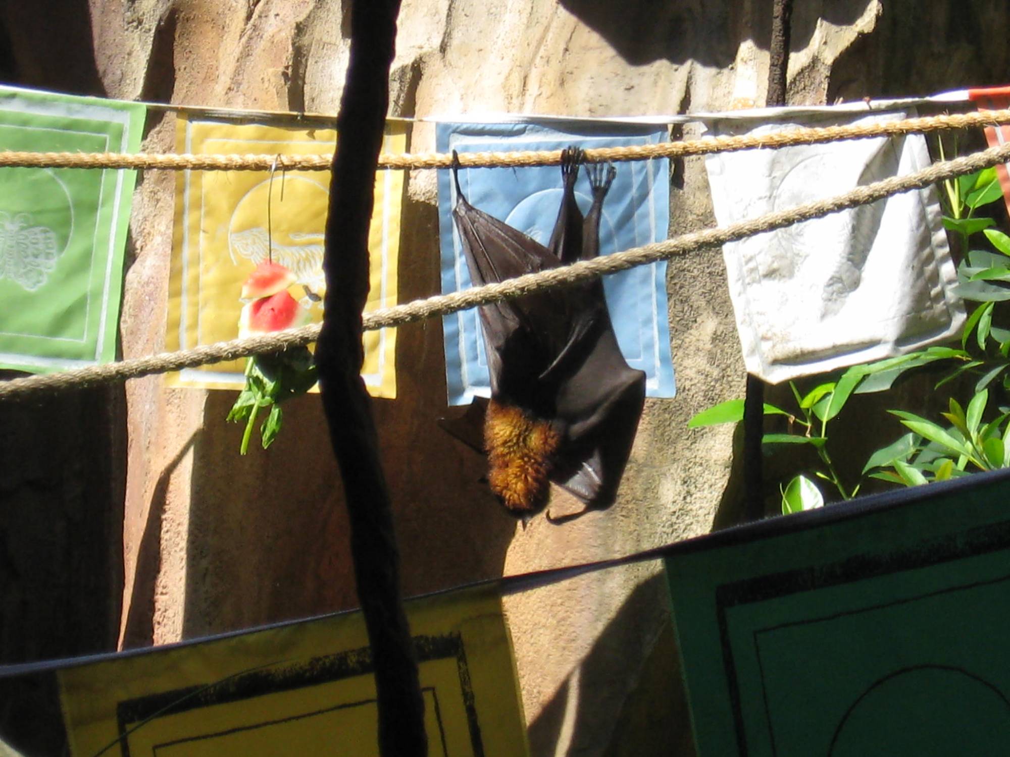 Animal Kingdom - Maharajah Jungle Trek - Fruit Bats