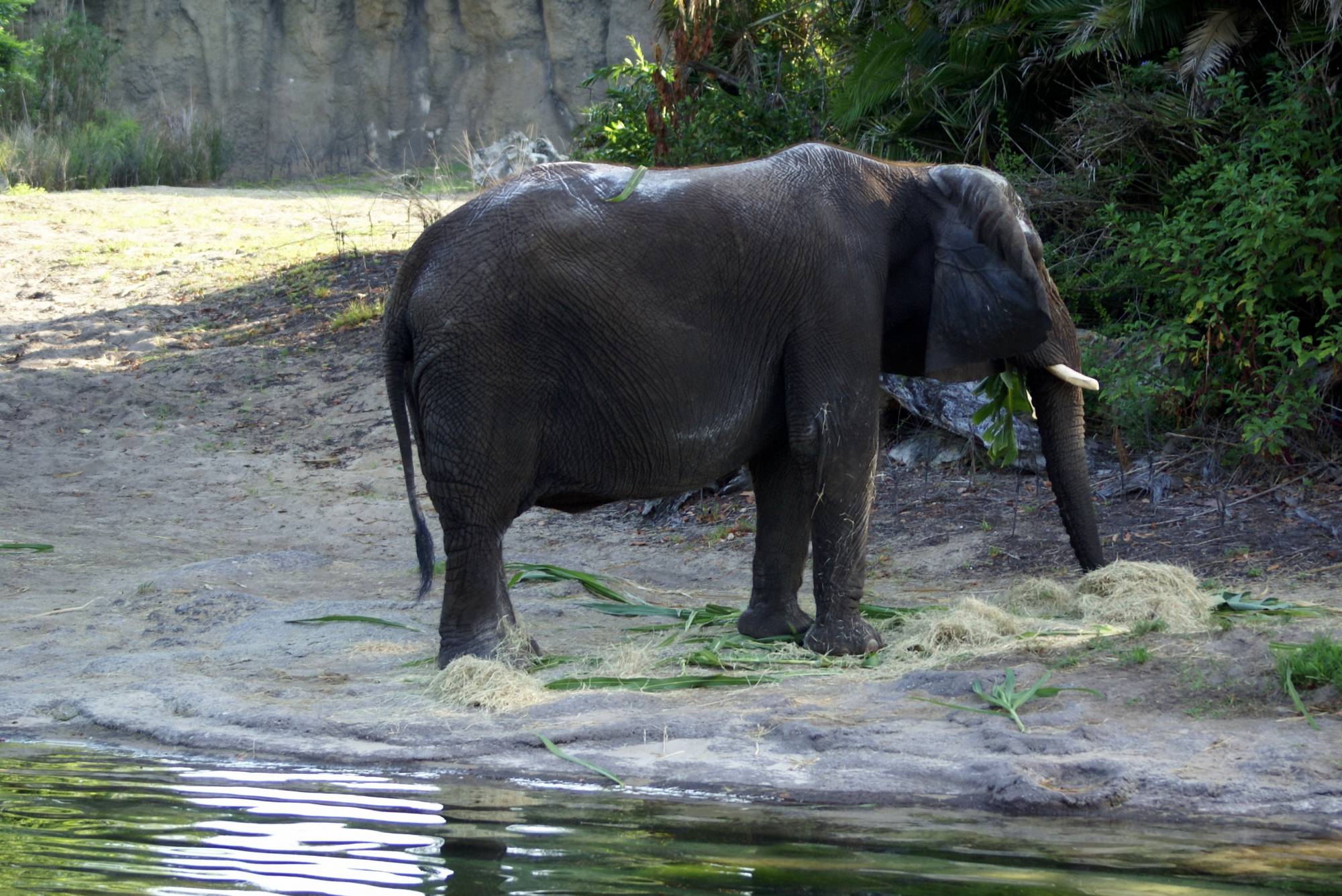 Elephant on the Sunrise Safari 15