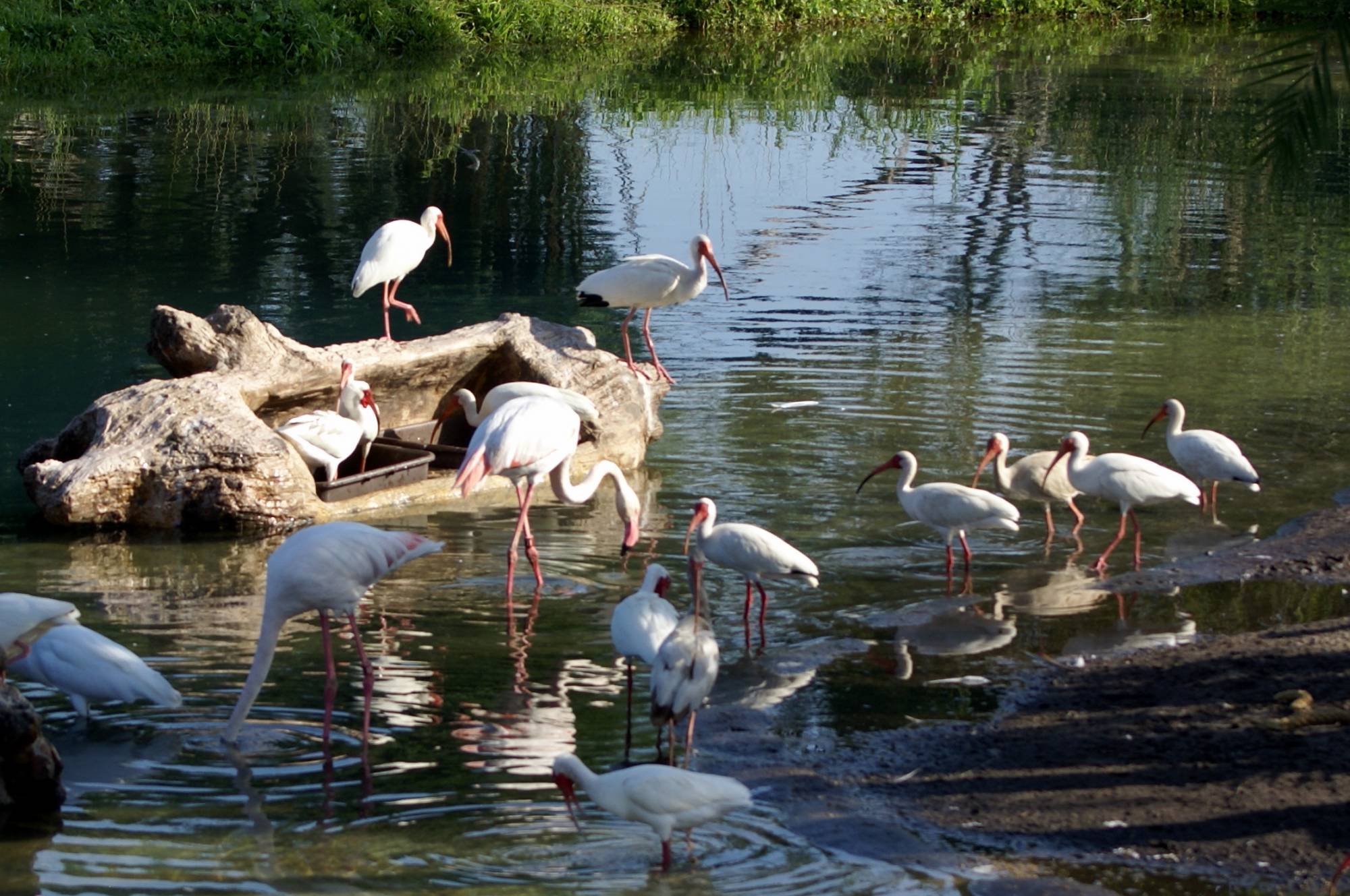 Flamingos on Sunrise Safari