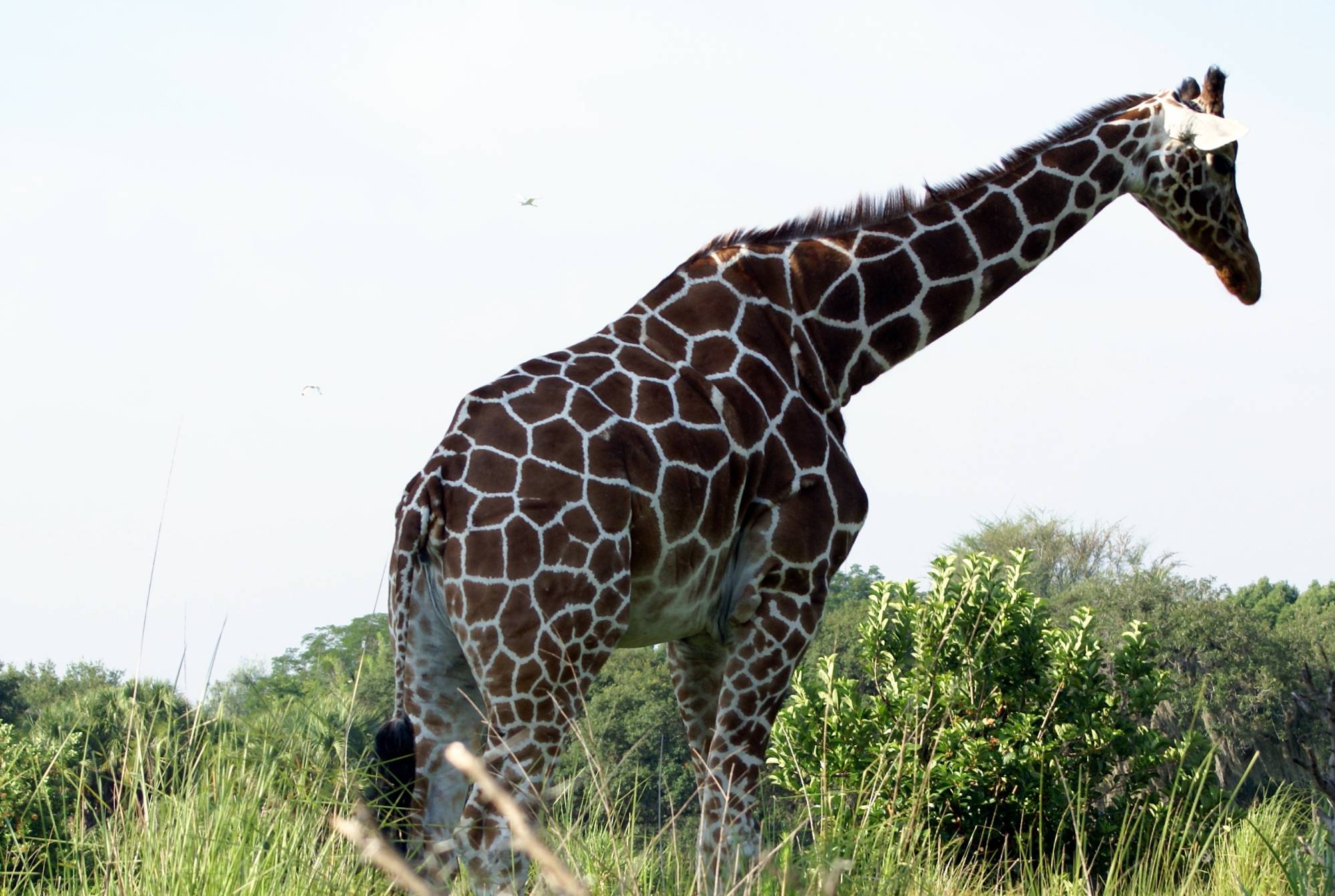 Giraffes on Sunrise Safari