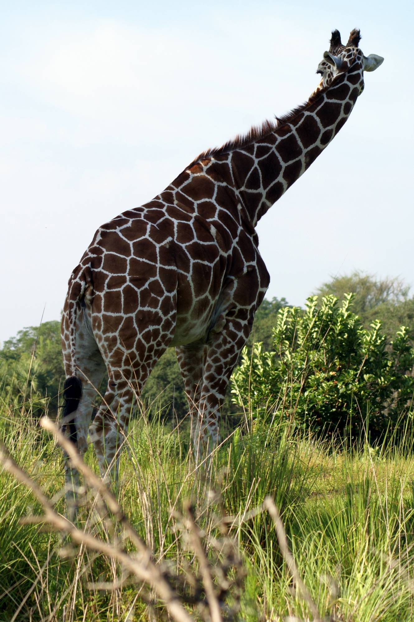 Giraffe on the Sunrise Safari  2