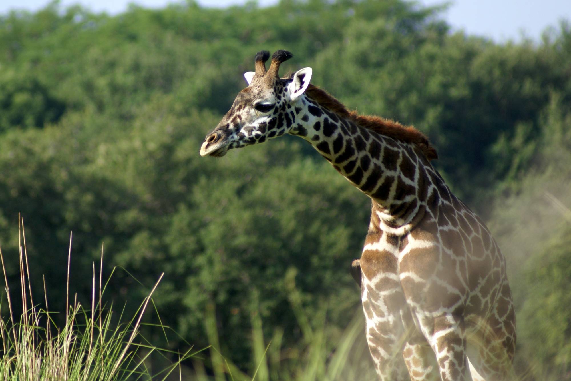 Giraffe on the Sunrise Safari  9