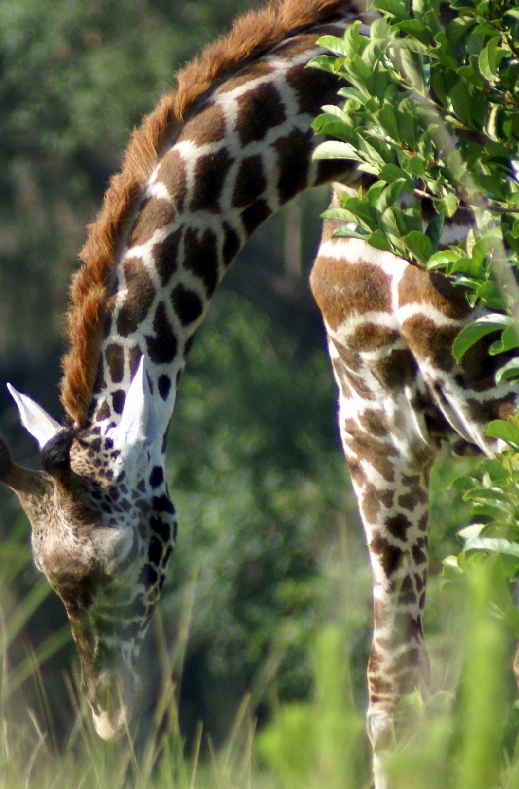 Giraffe on the Sunrise Safari  13