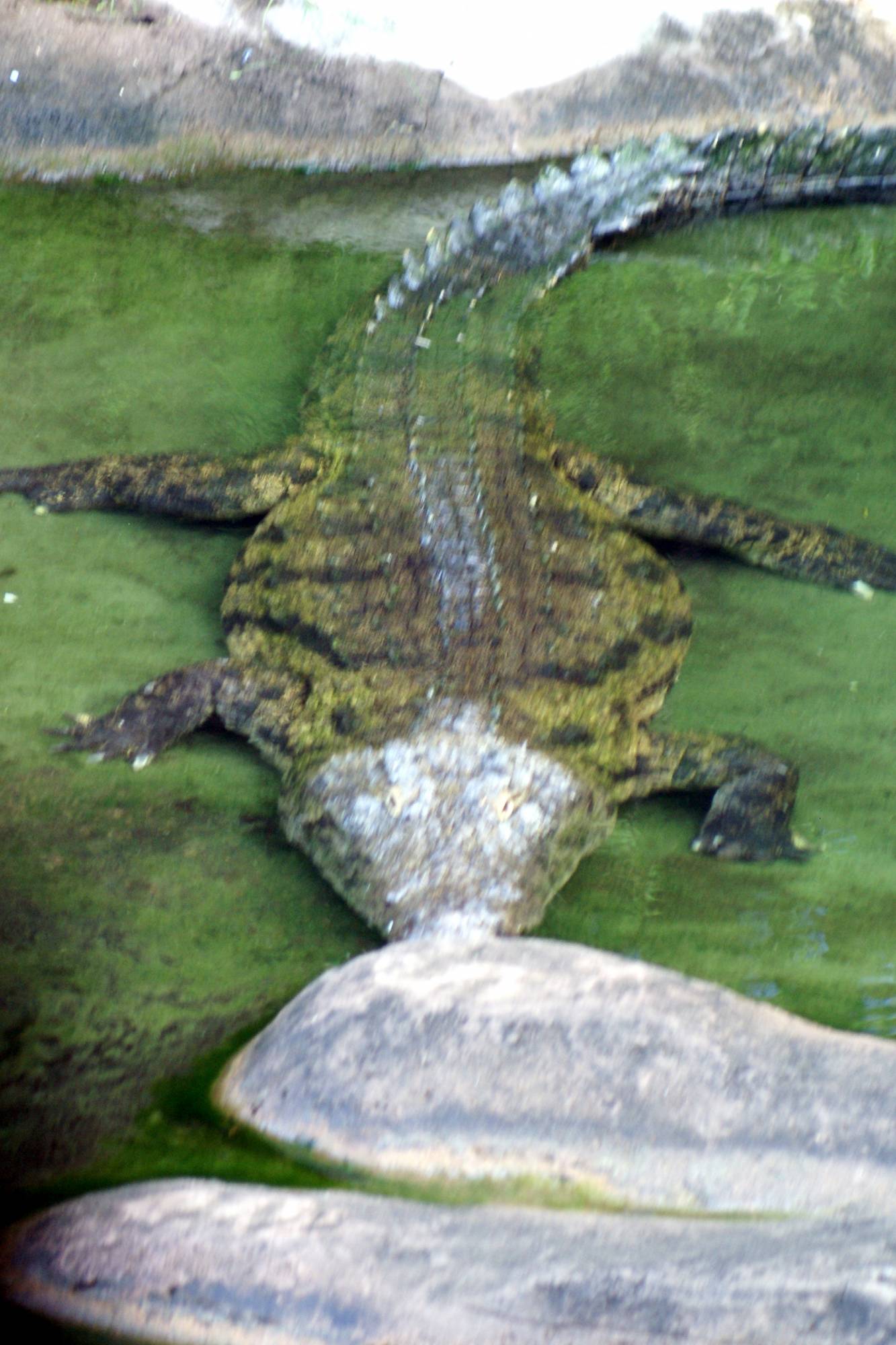 Alligators on the Sunrise Safari 3
