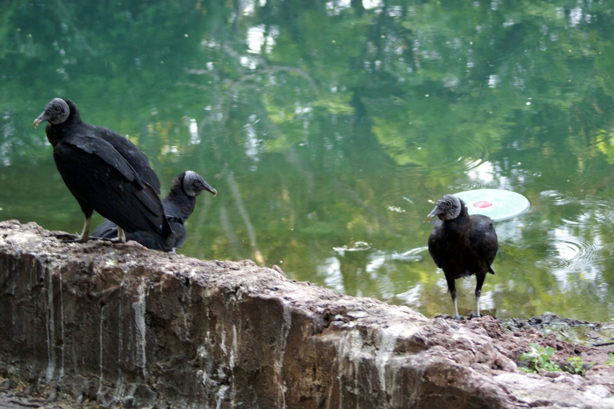 Black Birds on Sunrise Safari