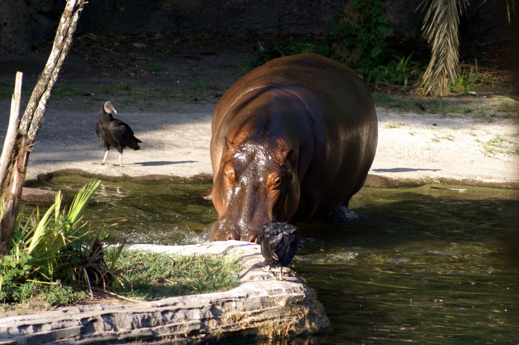 Hippos on the Sunrise Safari 8