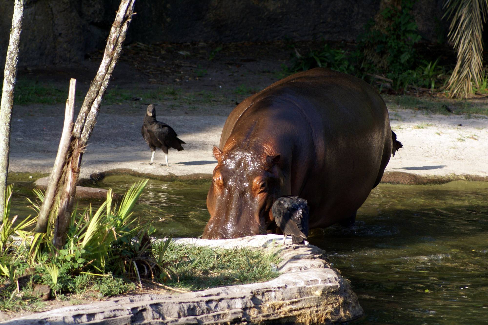 Hippos on the Sunrise Safari 9