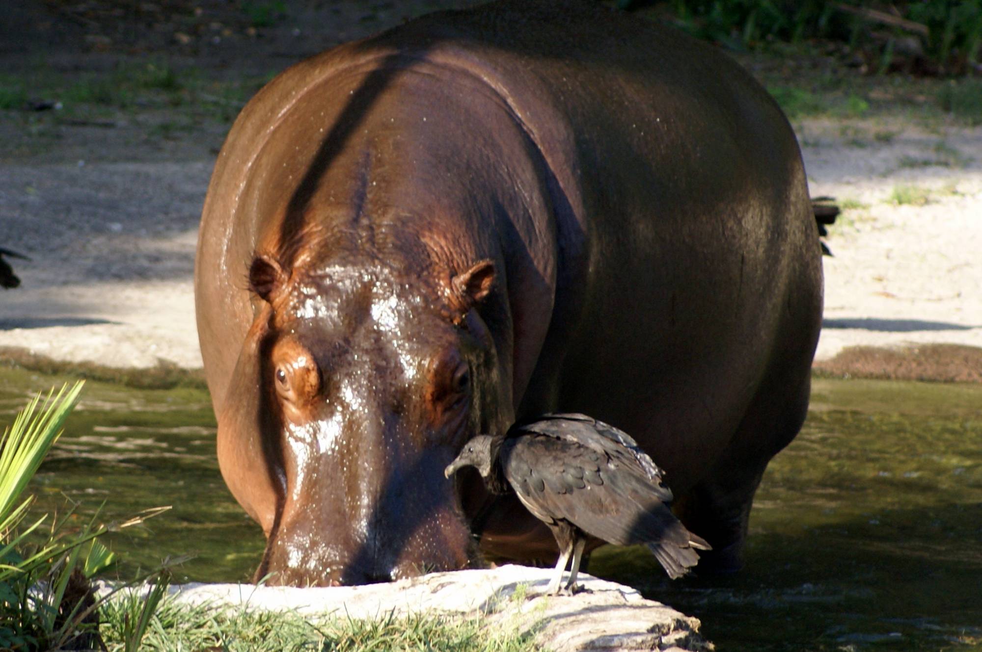 Hippos on the Sunrise Safari 10